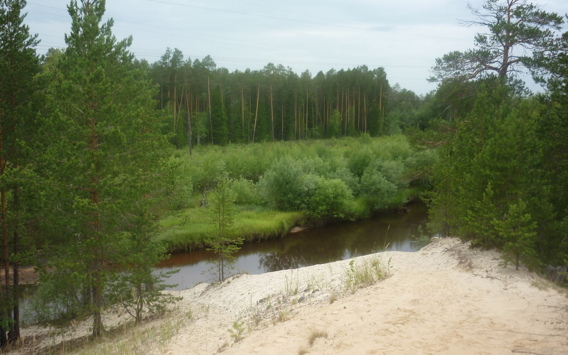 Sandy riverbank with pine forest and river HD Wallpaper