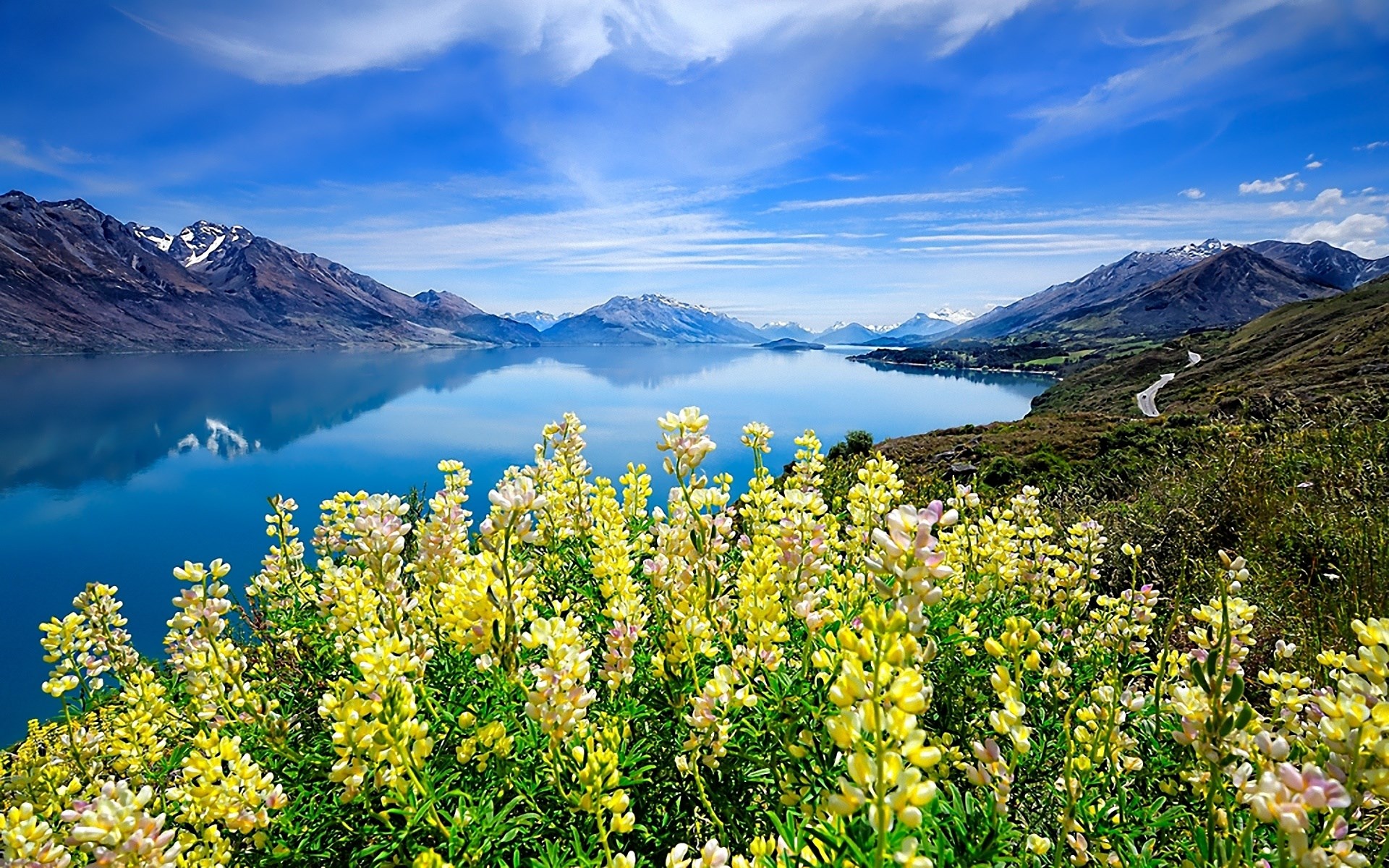 Yellow lupines bloom by a lake with mountains under a blue sky HD Wallpaper