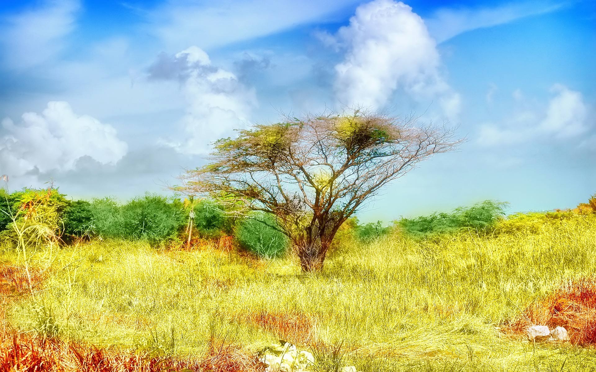 Tree in a grassy field under a cloudy sky HD Wallpaper