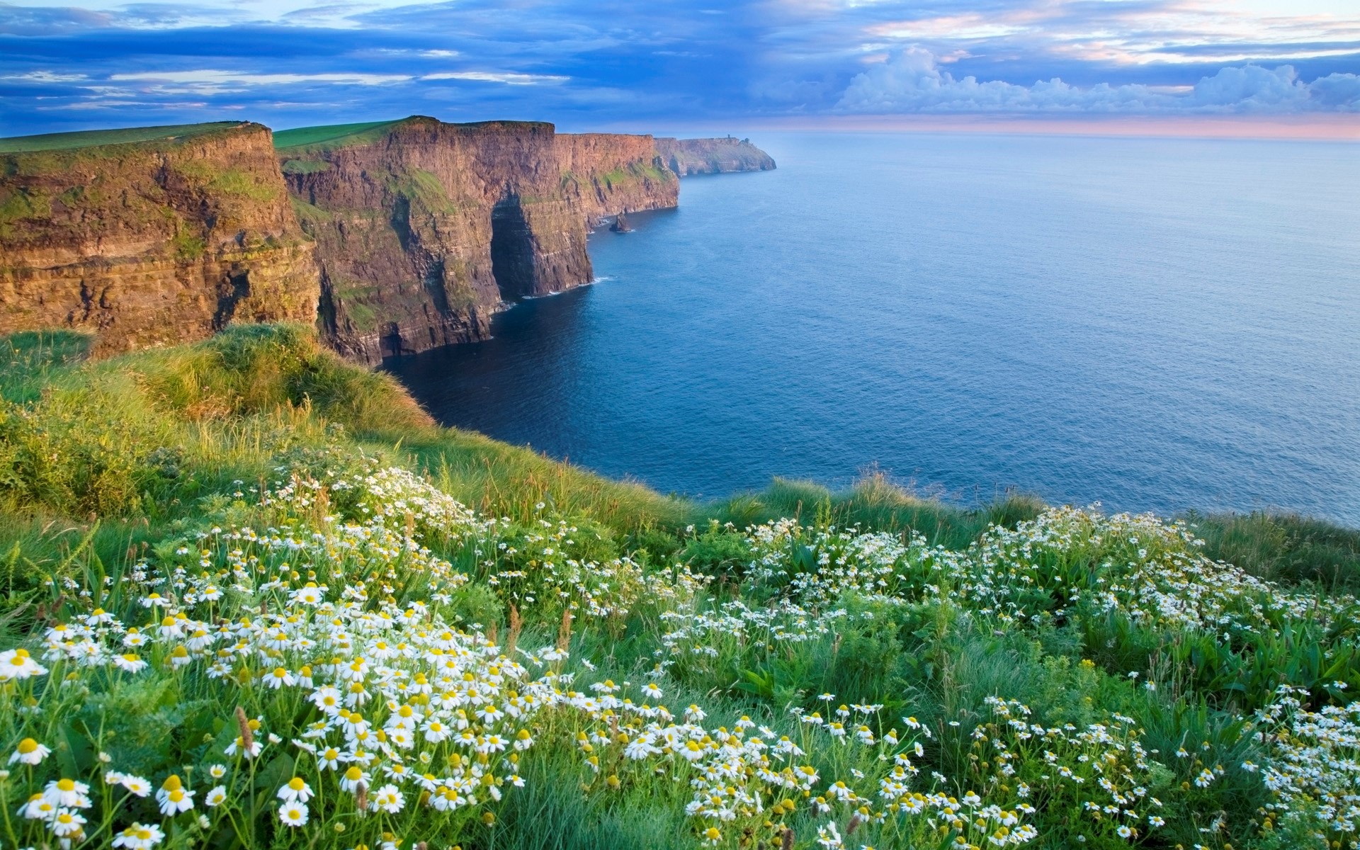 Cliffs of Moher, Ireland, with wildflowers and ocean HD Wallpaper