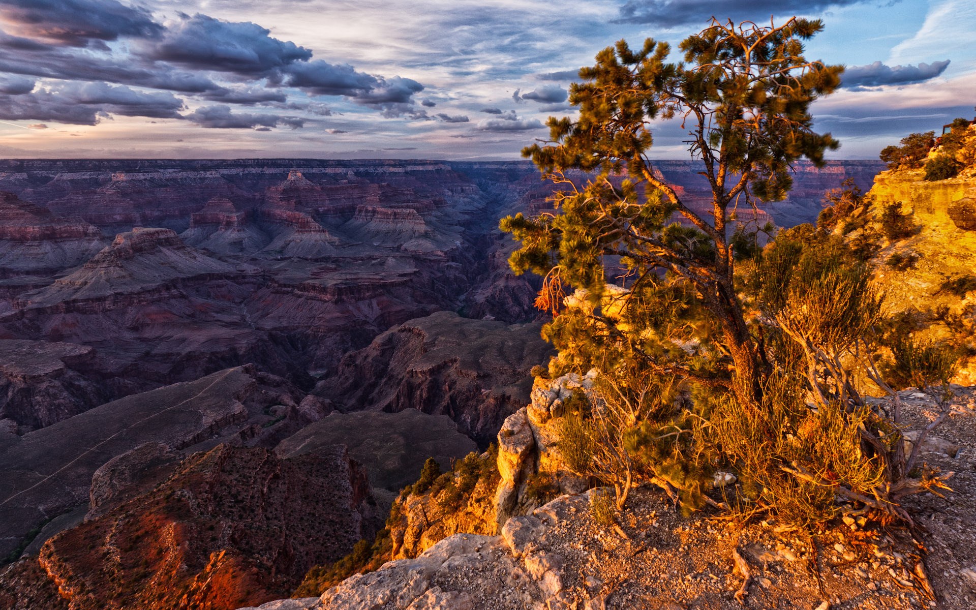 Grand Canyon at sunset with a pine tree HD Wallpaper