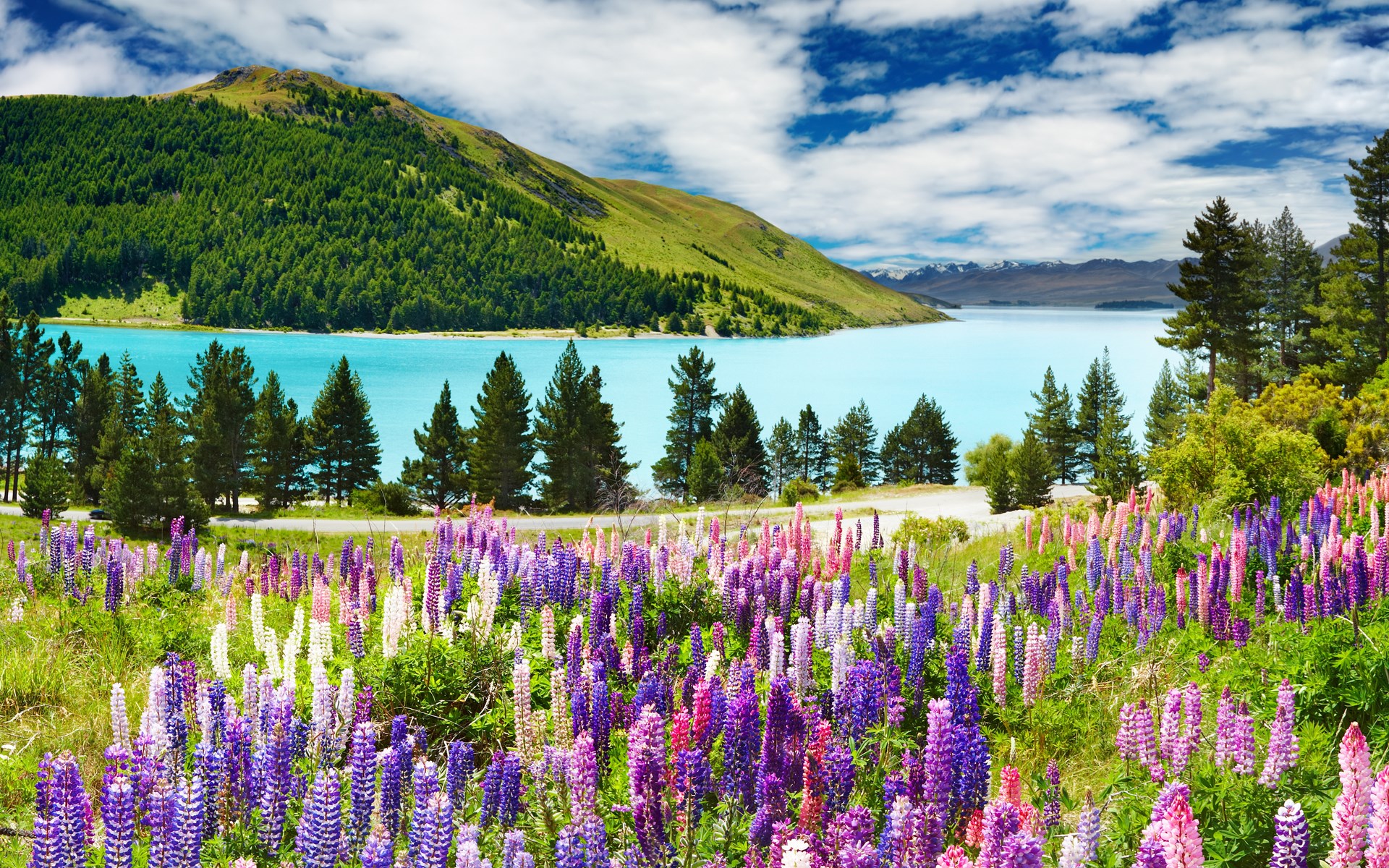Field of lupines by a turquoise lake and green mountain HD Wallpaper