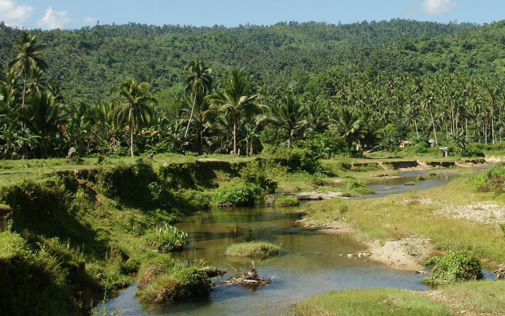Tropical landscape with river and palm trees HD Wallpaper