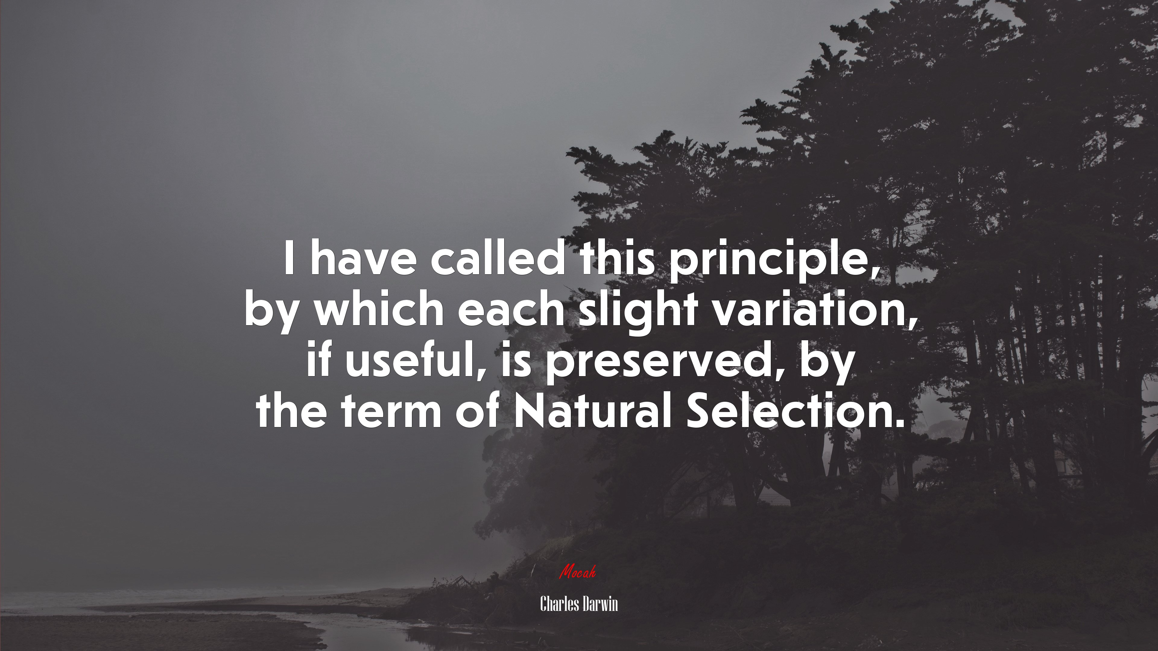 I have called this principle, by which each slight variation, if useful, is preserved, by the term of Natural Selection. | Charles Darwin quote HD Wallpaper