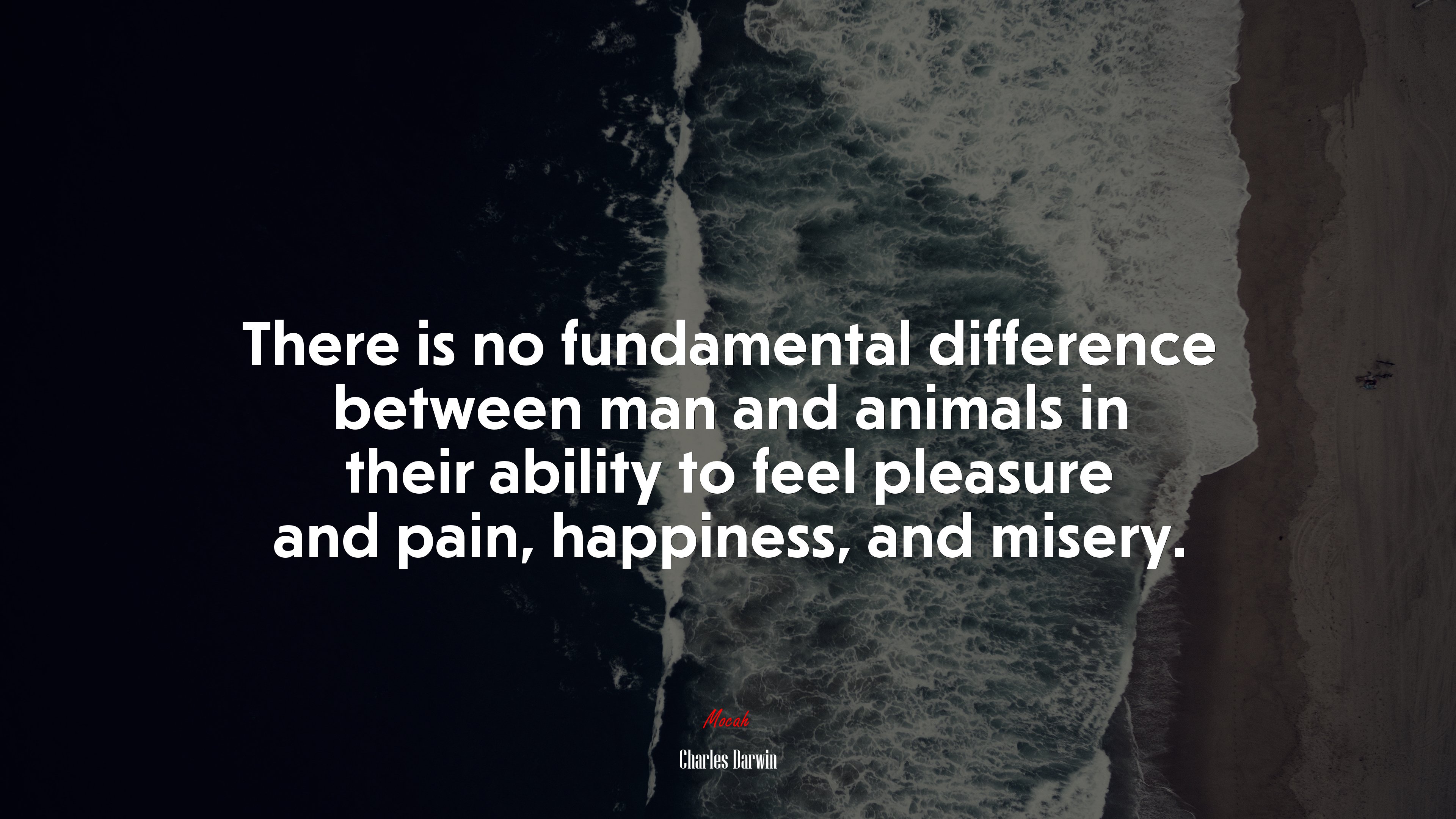 There is no fundamental difference between man and animals in their ability to feel pleasure and pain, happiness, and misery. | Charles Darwin quote HD Wallpaper