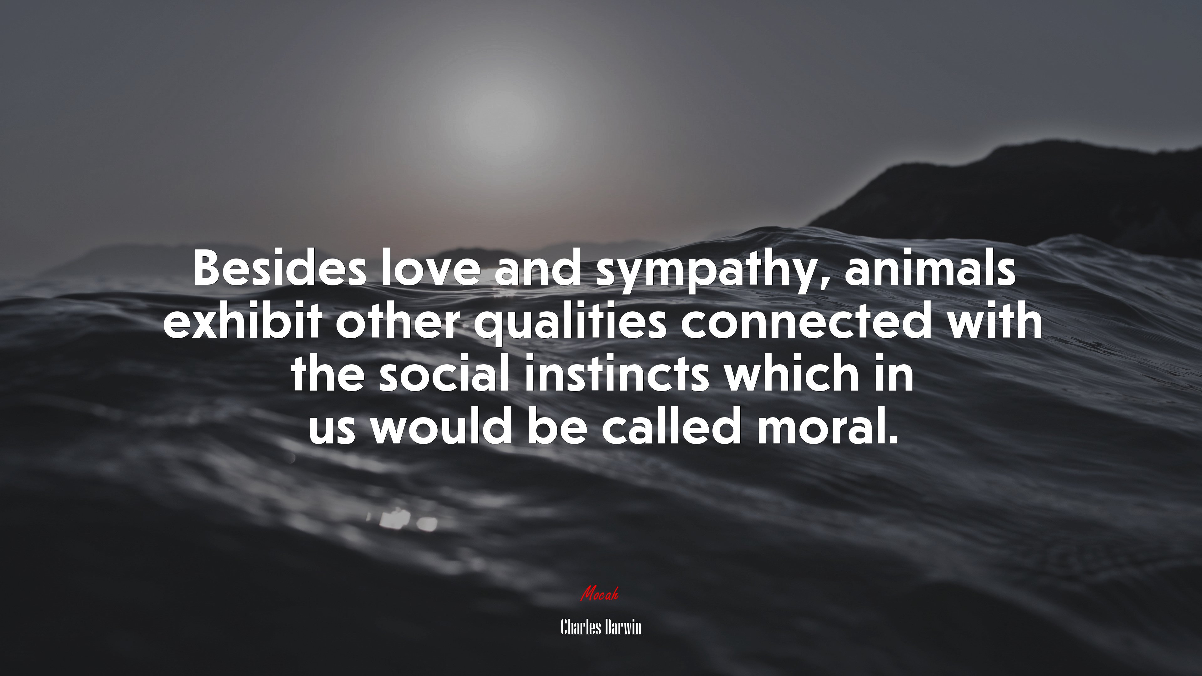 Besides love and sympathy, animals exhibit other qualities connected with the social instincts which in us would be called moral. | Charles Darwin quote HD Wallpaper