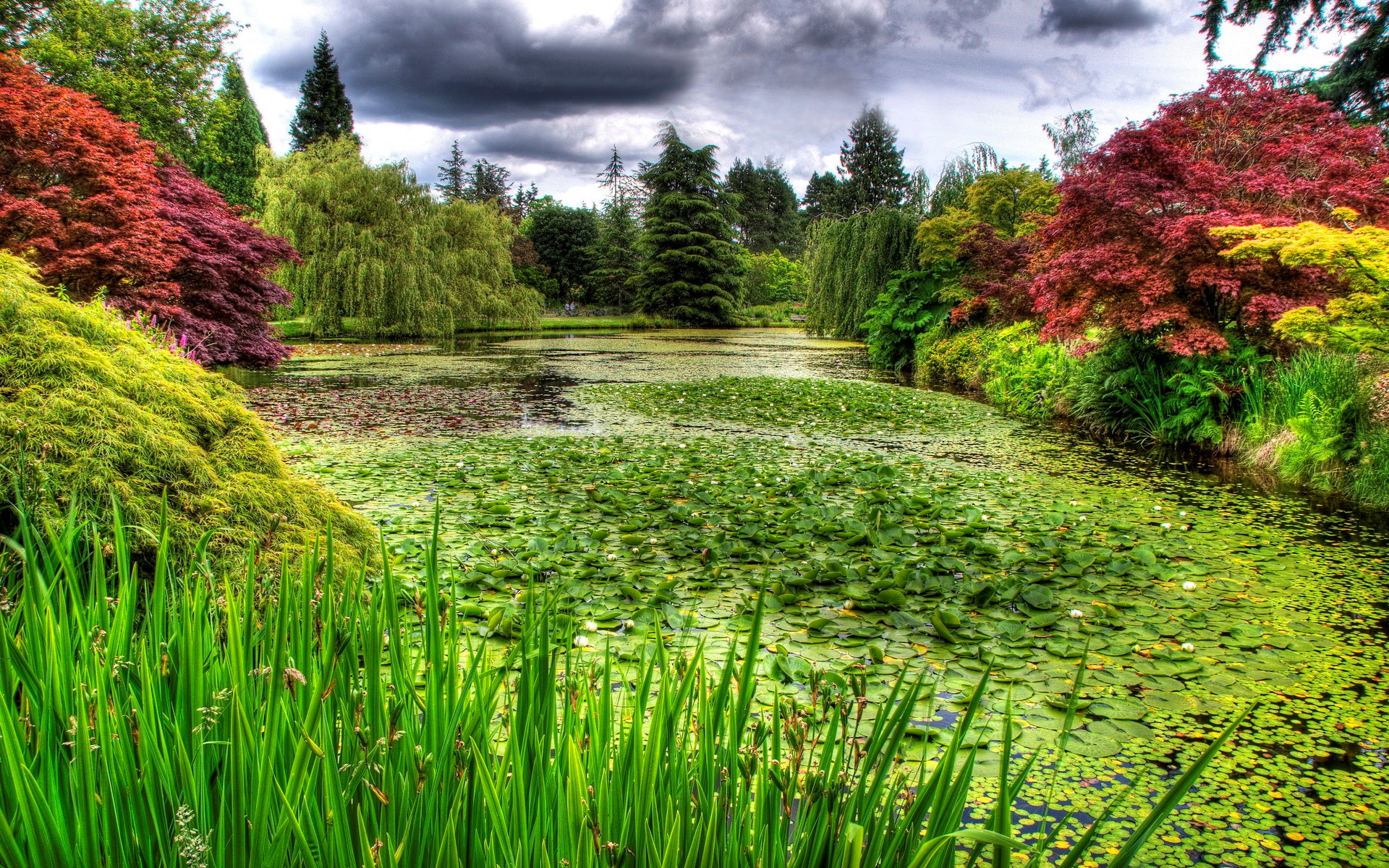 Pond with lily pads and colorful trees HD Wallpaper