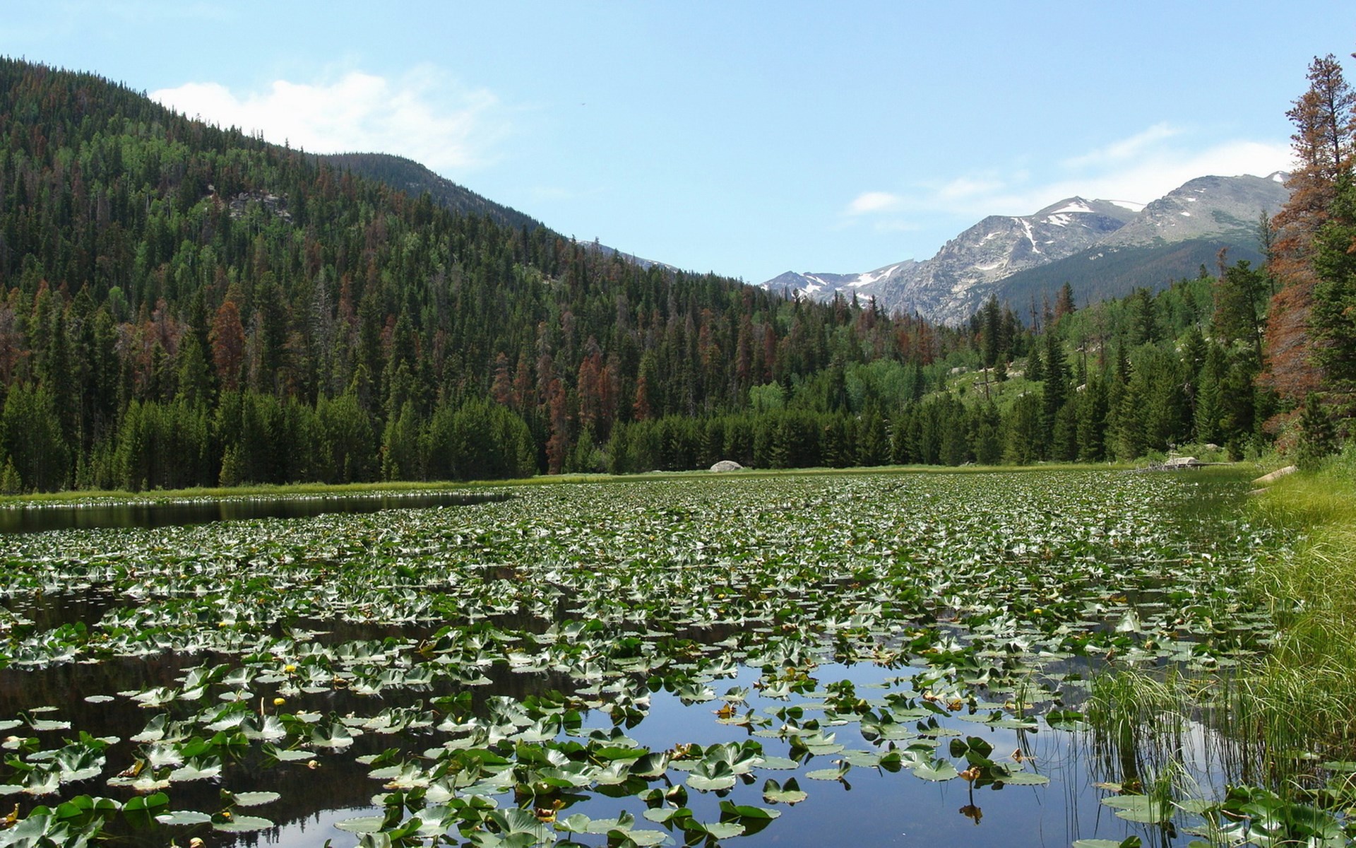 Lily pad covered lake with forested mountains HD Wallpaper