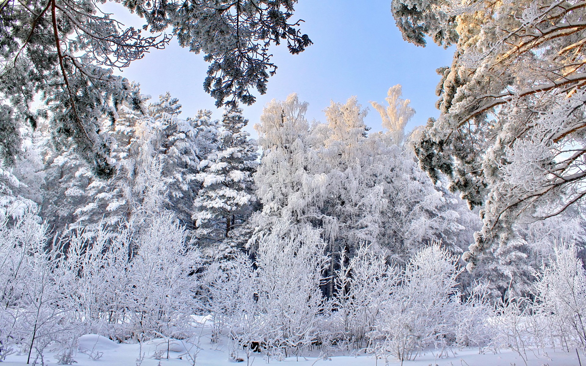 Snow-covered forest with bright sunlight HD Wallpaper