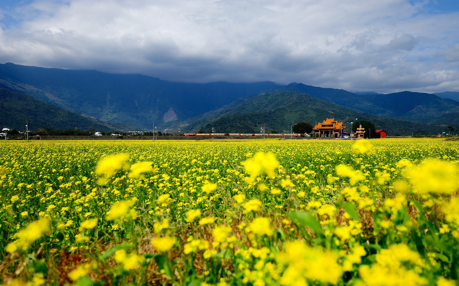 Field of yellow flowers with mountains and a train HD Wallpaper