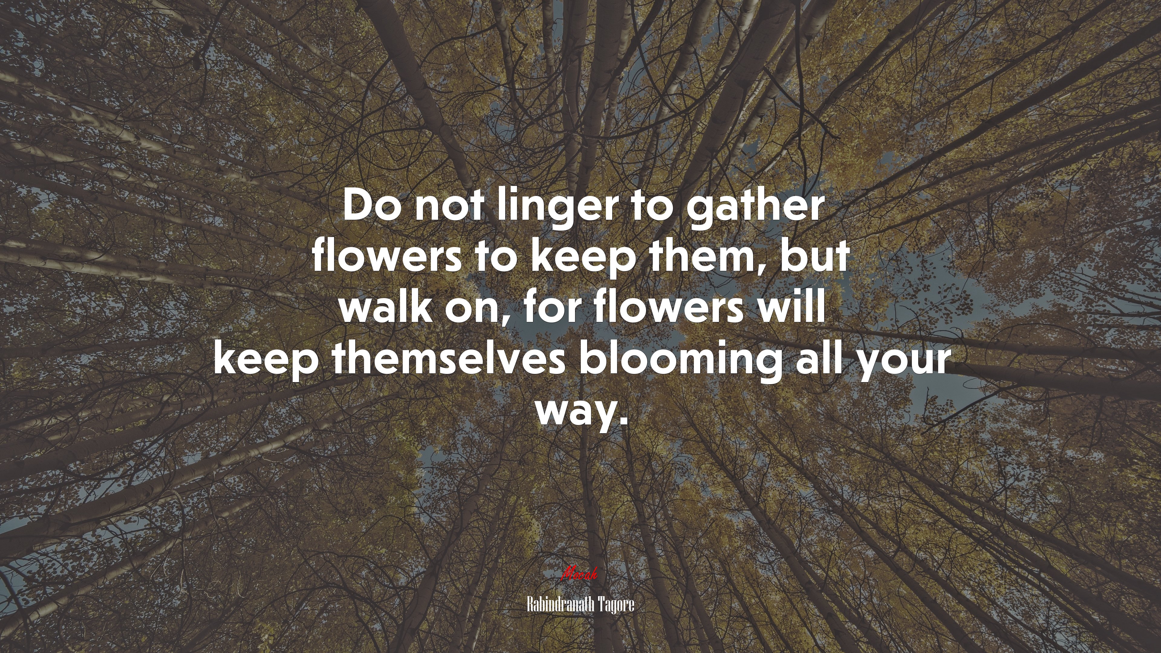 Do not linger to gather flowers to keep them, but walk on, for flowers will keep themselves blooming all your way. | Rabindranath Tagore quote HD Wallpaper