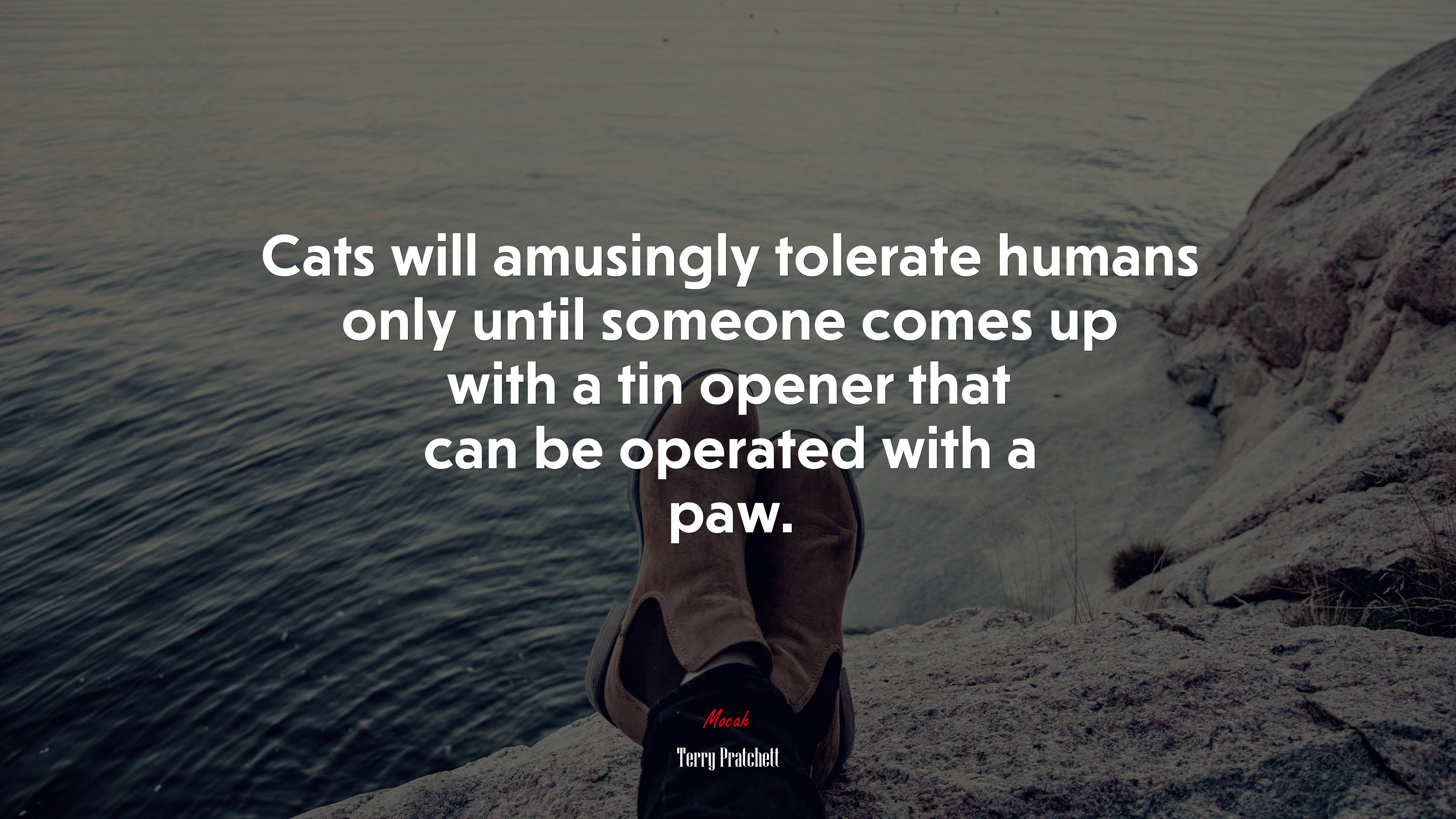 Cats will amusingly tolerate humans only until someone comes up with a tin opener that can be operated with a paw. | Terry Pratchett quote HD Wallpaper