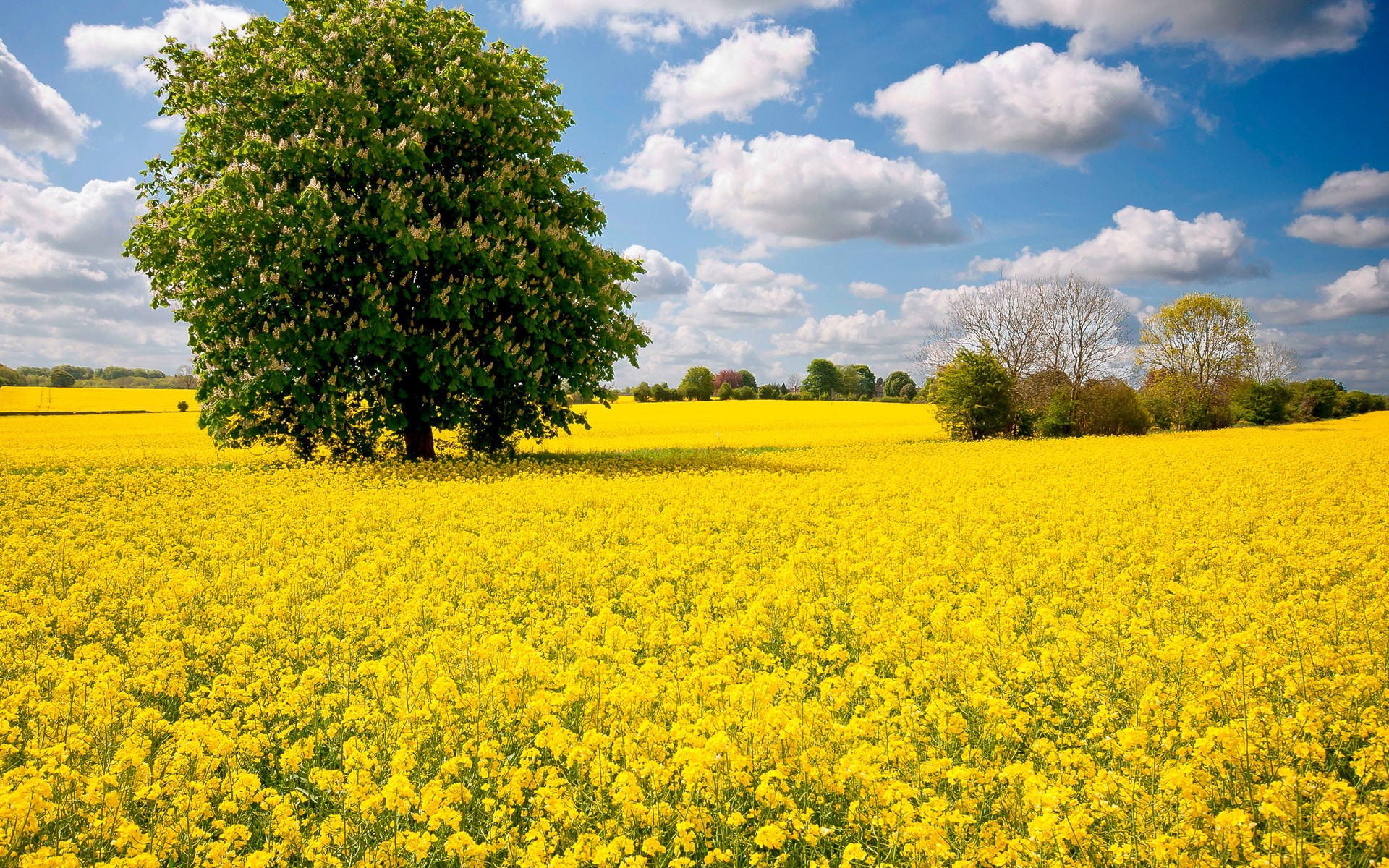 A lone tree in a field of yellow flowers under a cloudy sky HD Wallpaper