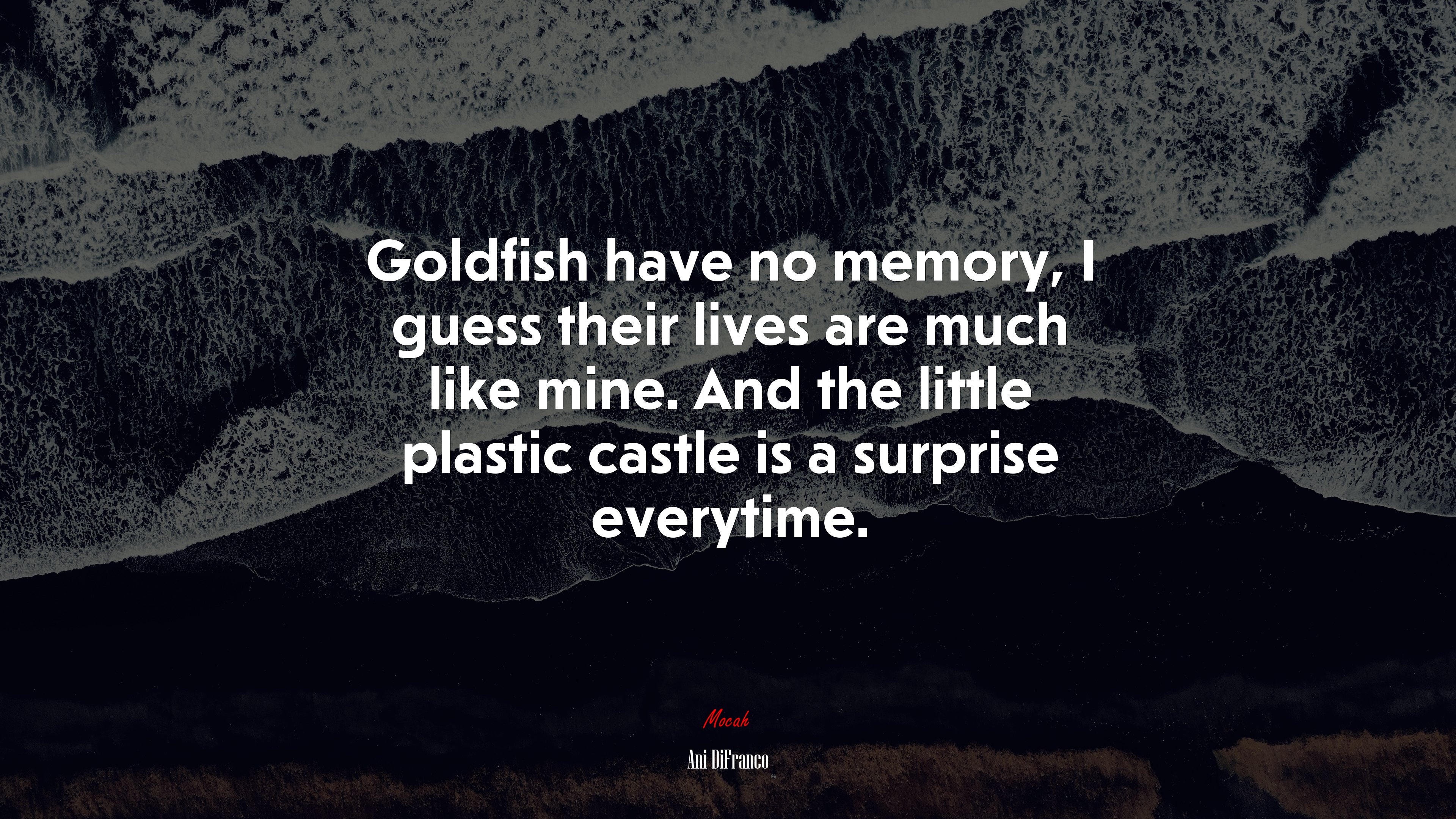 Goldfish have no memory, I guess their lives are much like mine. And the little plastic castle is a surprise everytime. | Ani DiFranco quote HD Wallpaper