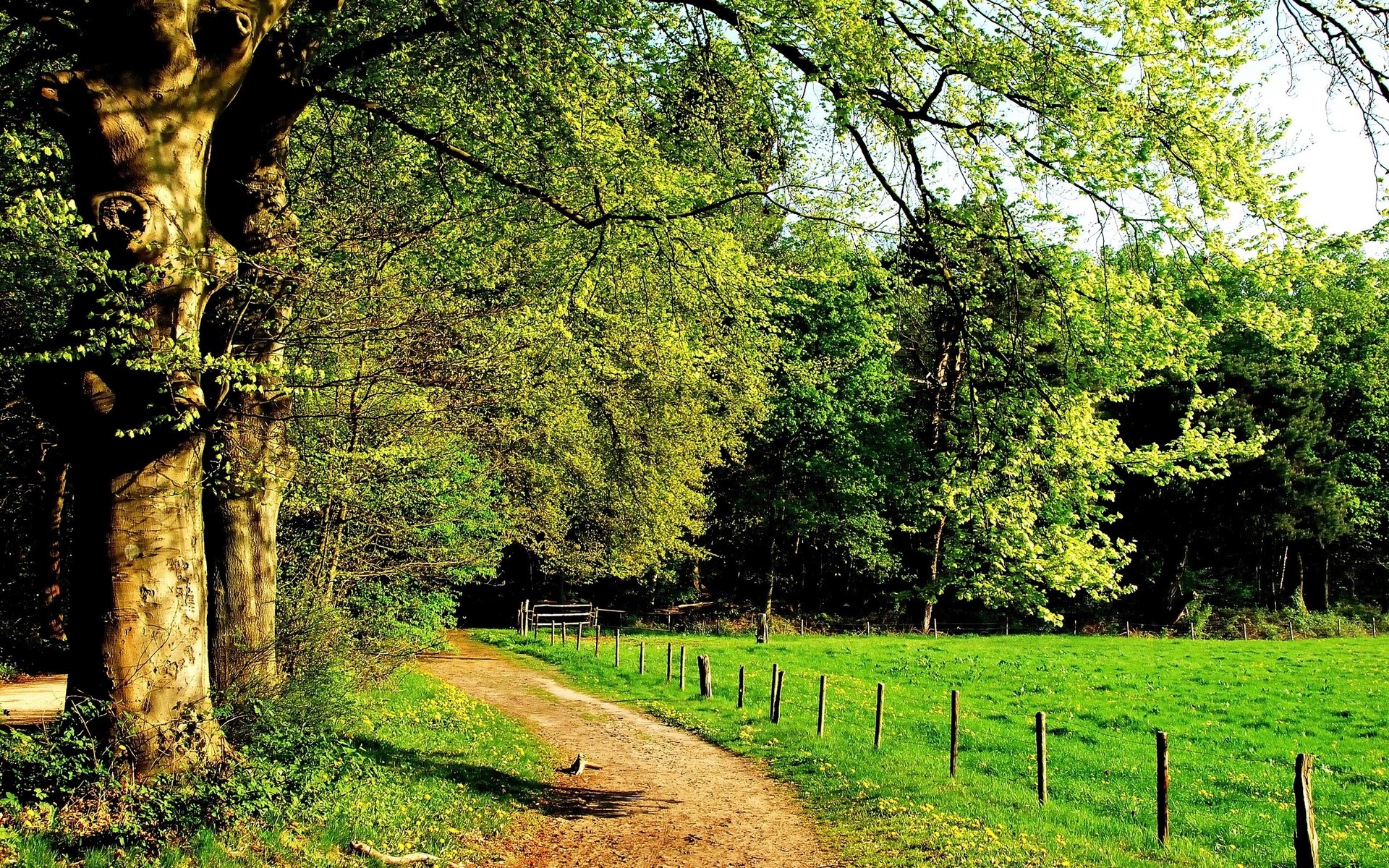 A dirt path winds through a sunlit forest with green fields HD Wallpaper