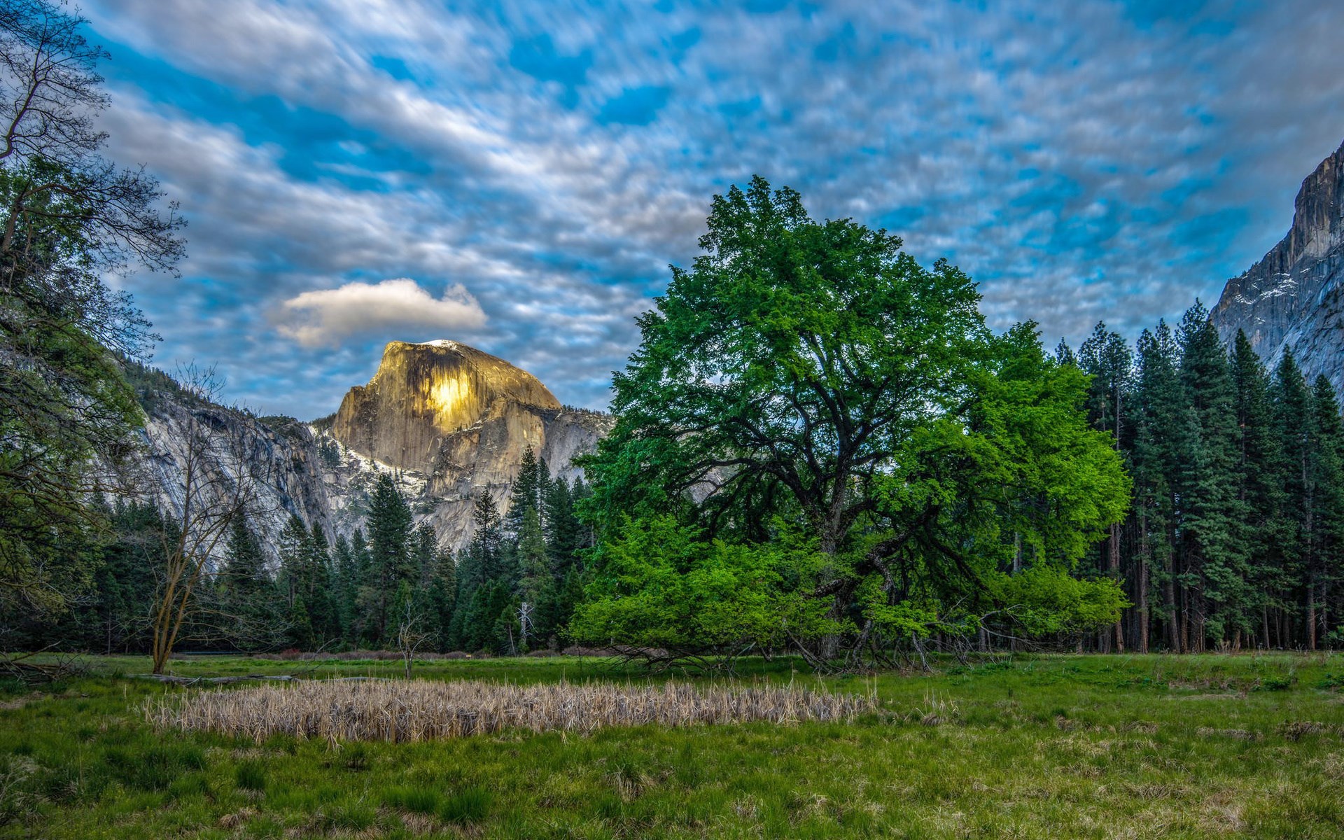 Half Dome Yosemite National Park with a large oak tree HD Wallpaper
