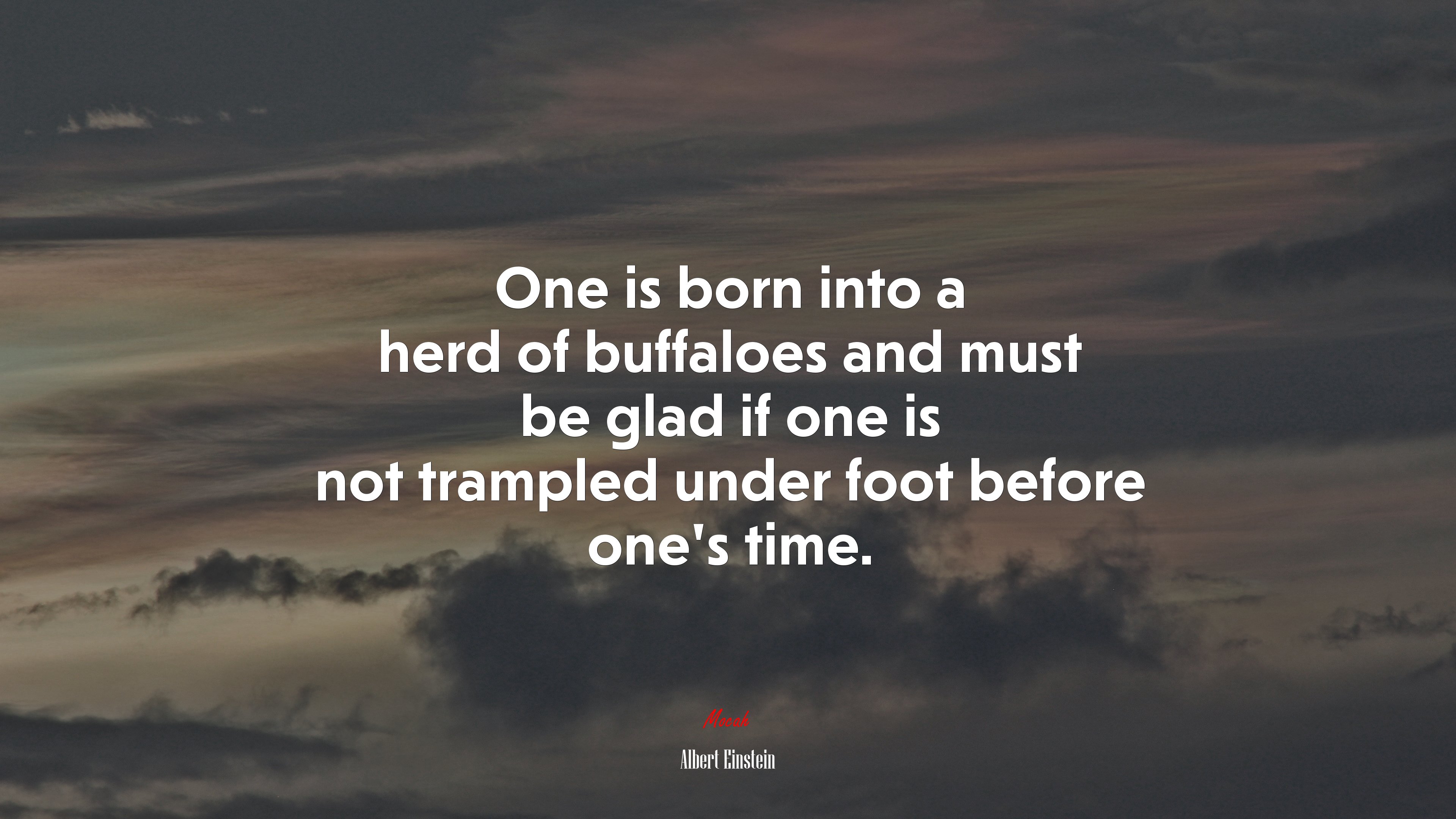 One is born into a herd of buffaloes and must be glad if one is not trampled under foot before one’s time. | Albert Einstein quote HD Wallpaper