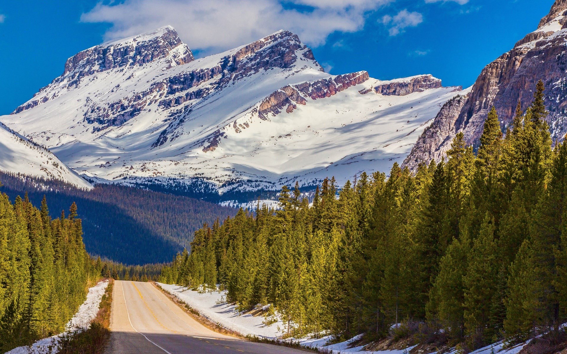 Road leading to snow-capped mountains through a pine forest HD Wallpaper