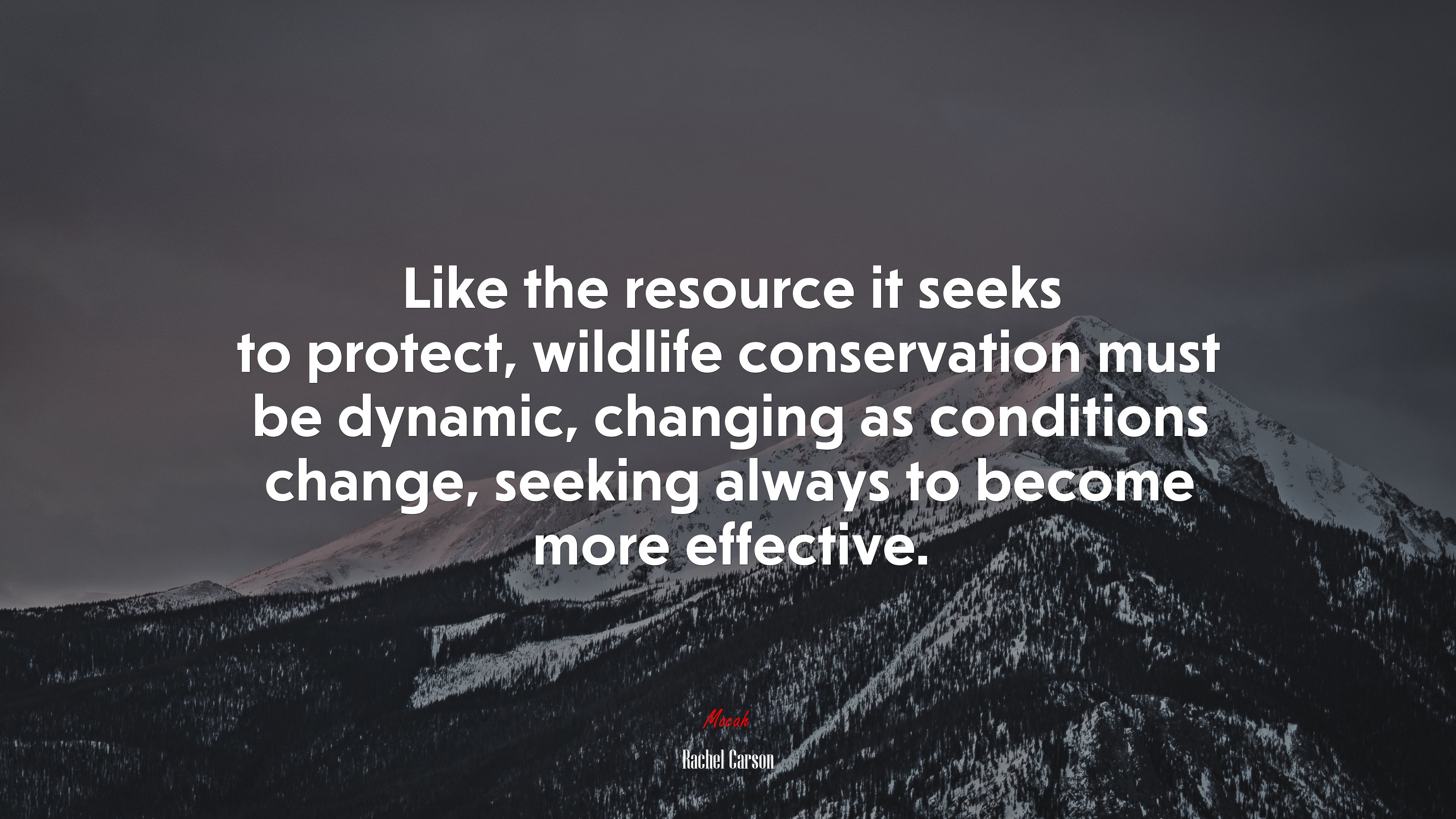 Like the resource it seeks to protect, wildlife conservation must be dynamic, changing as conditions change, seeking always to become more effective. | Rachel Carson quote HD Wallpaper