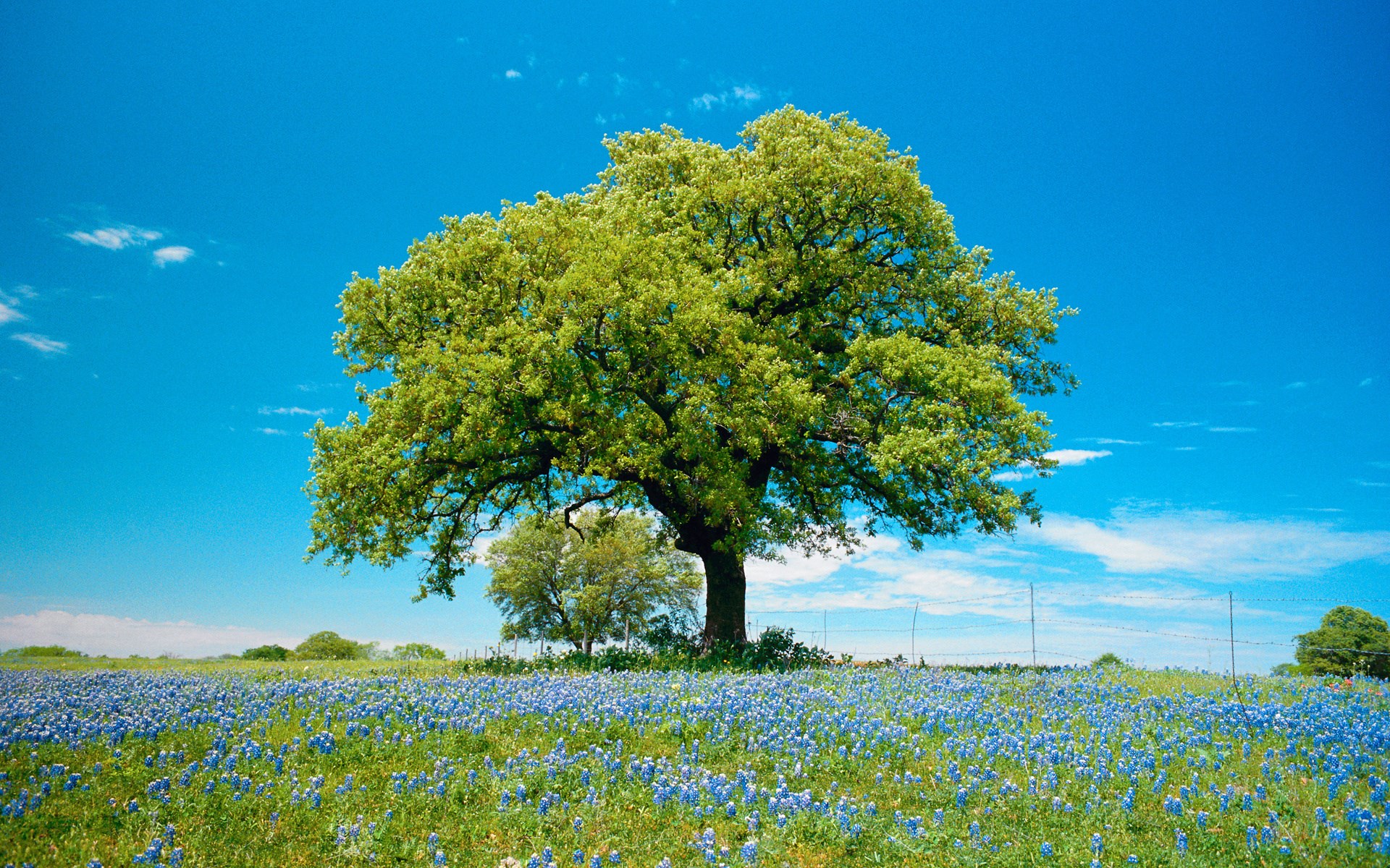 Large oak tree in a field of bluebonnets under a blue sky HD Wallpaper