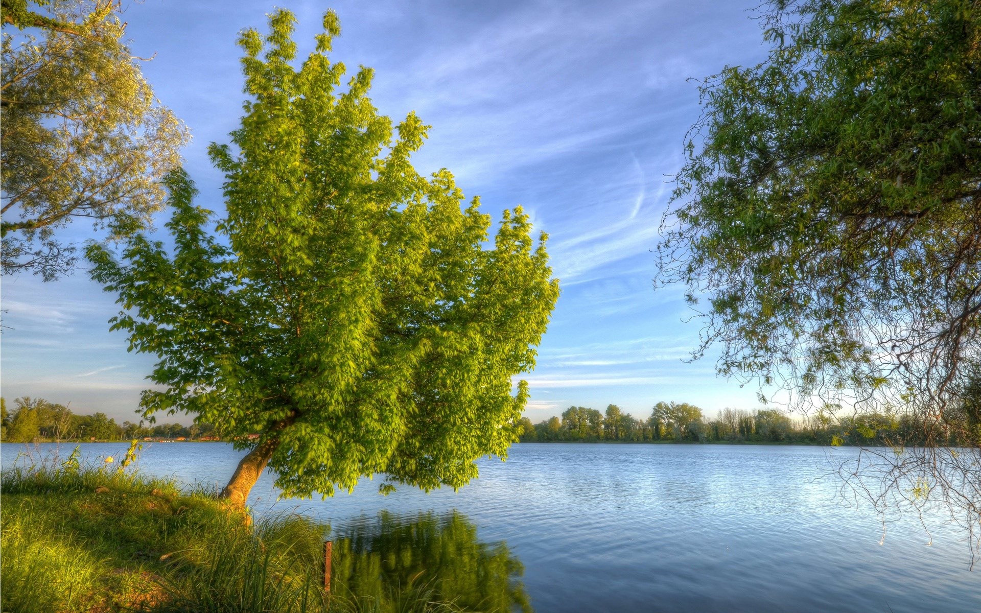 Tree by the lake with blue sky HD Wallpaper