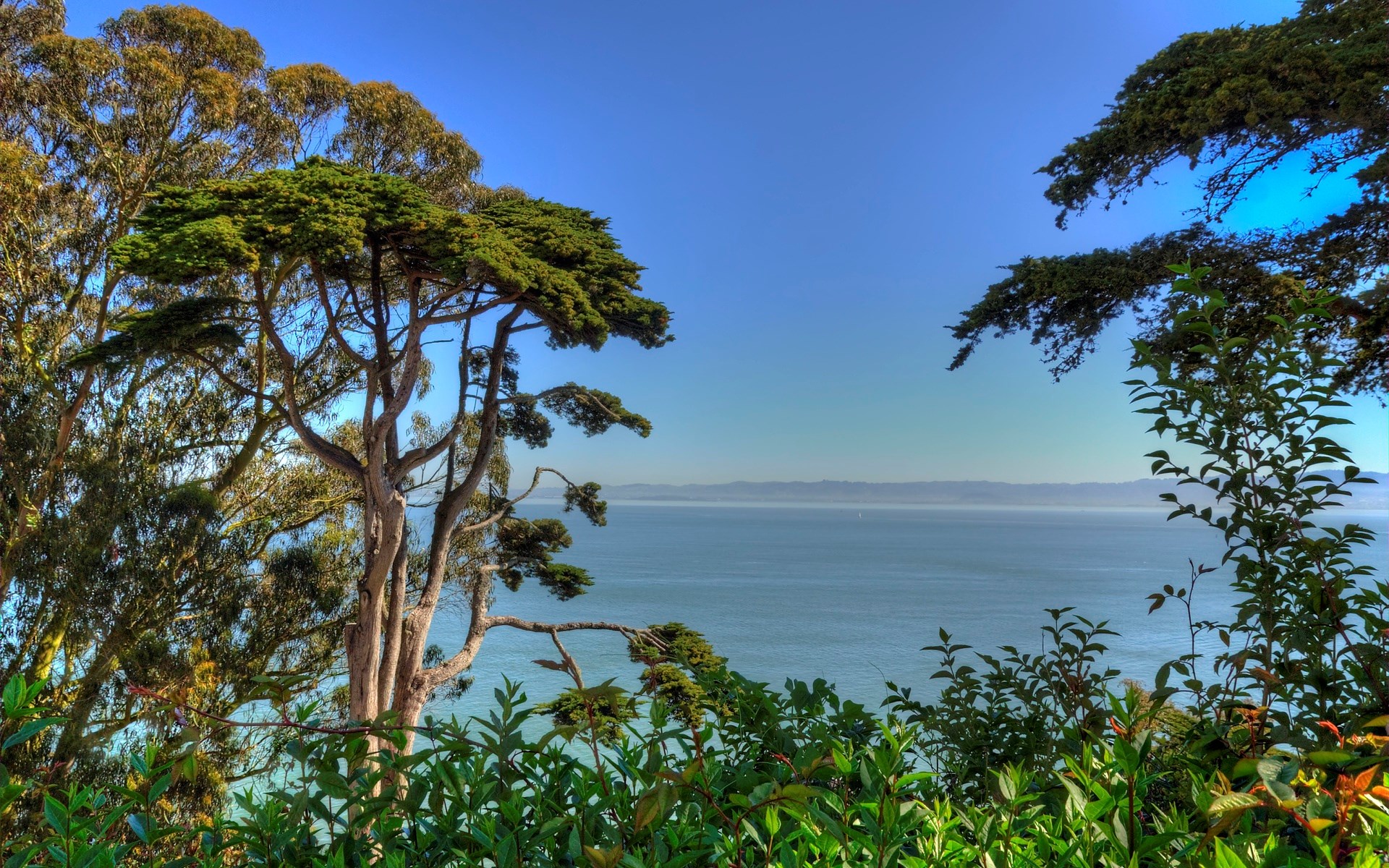 Trees overlooking the ocean under a clear blue sky HD Wallpaper