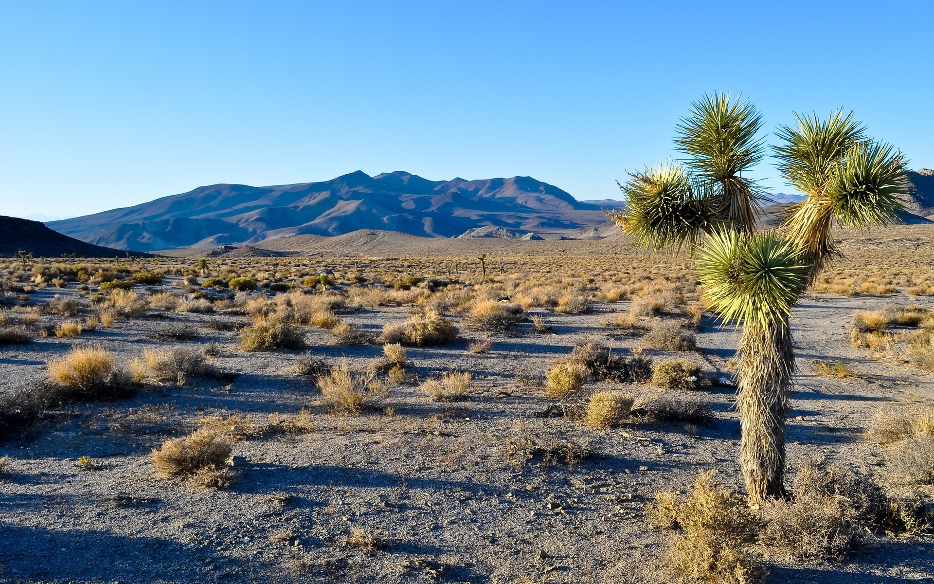 Joshua Tree in a Desert Landscape HD Wallpaper