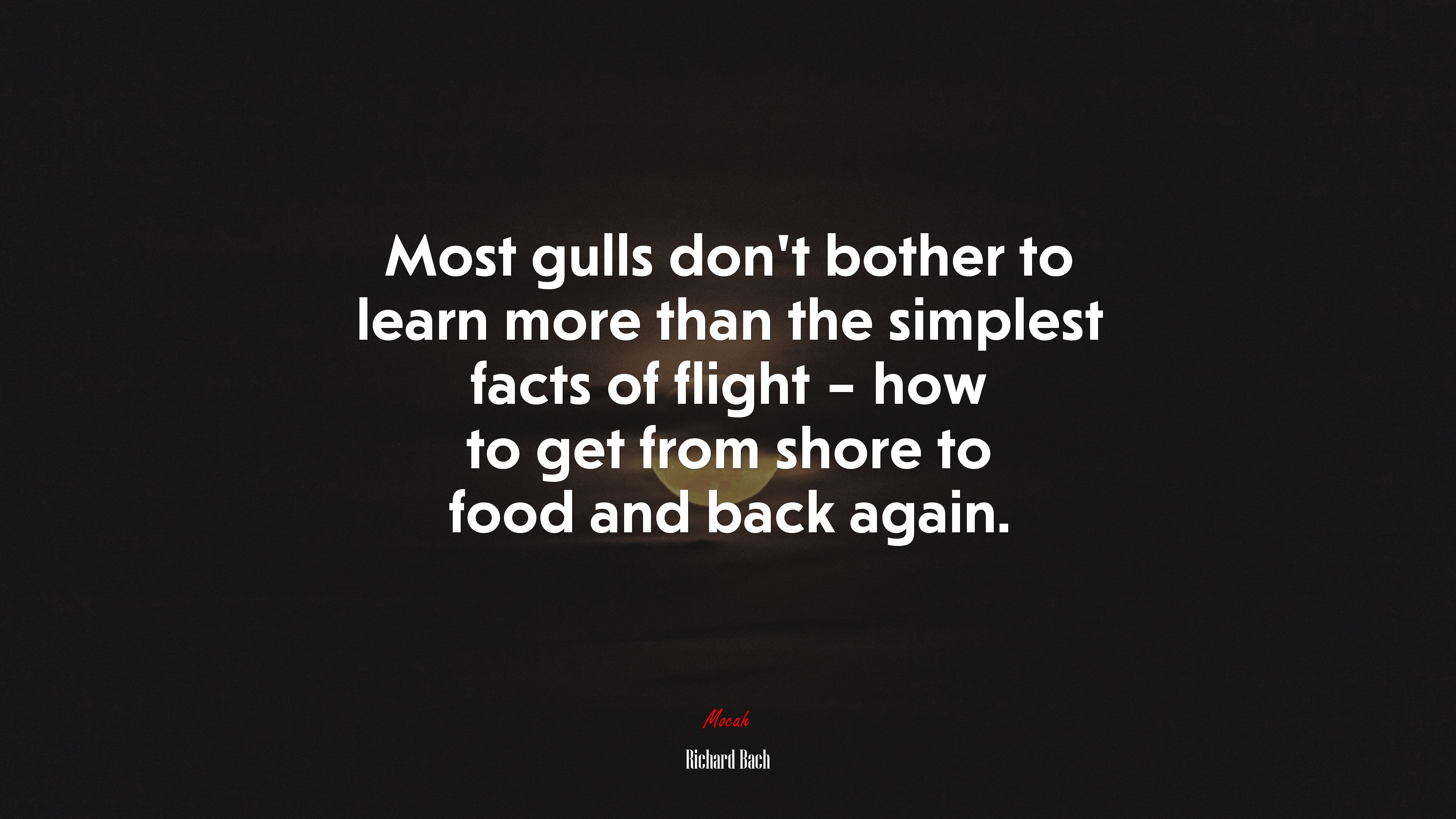 Most gulls don’t bother to learn more than the simplest facts of flight – how to get from shore to food and back again. | Richard Bach quote HD Wallpaper