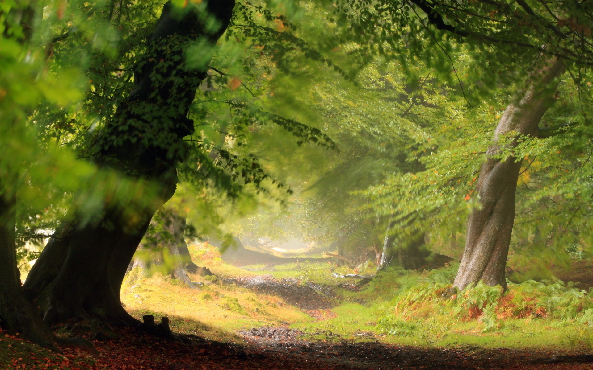 Sunlight filtering through a forest path HD Wallpaper