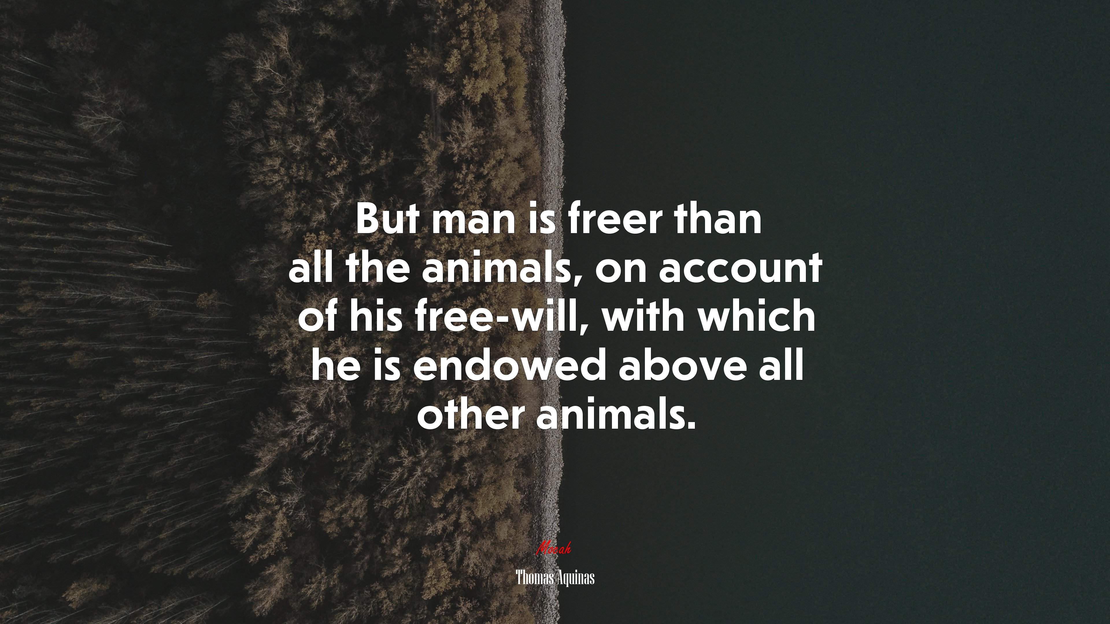 But man is freer than all the animals, on account of his free-will, with which he is endowed above all other animals. | Thomas Aquinas quote HD Wallpaper