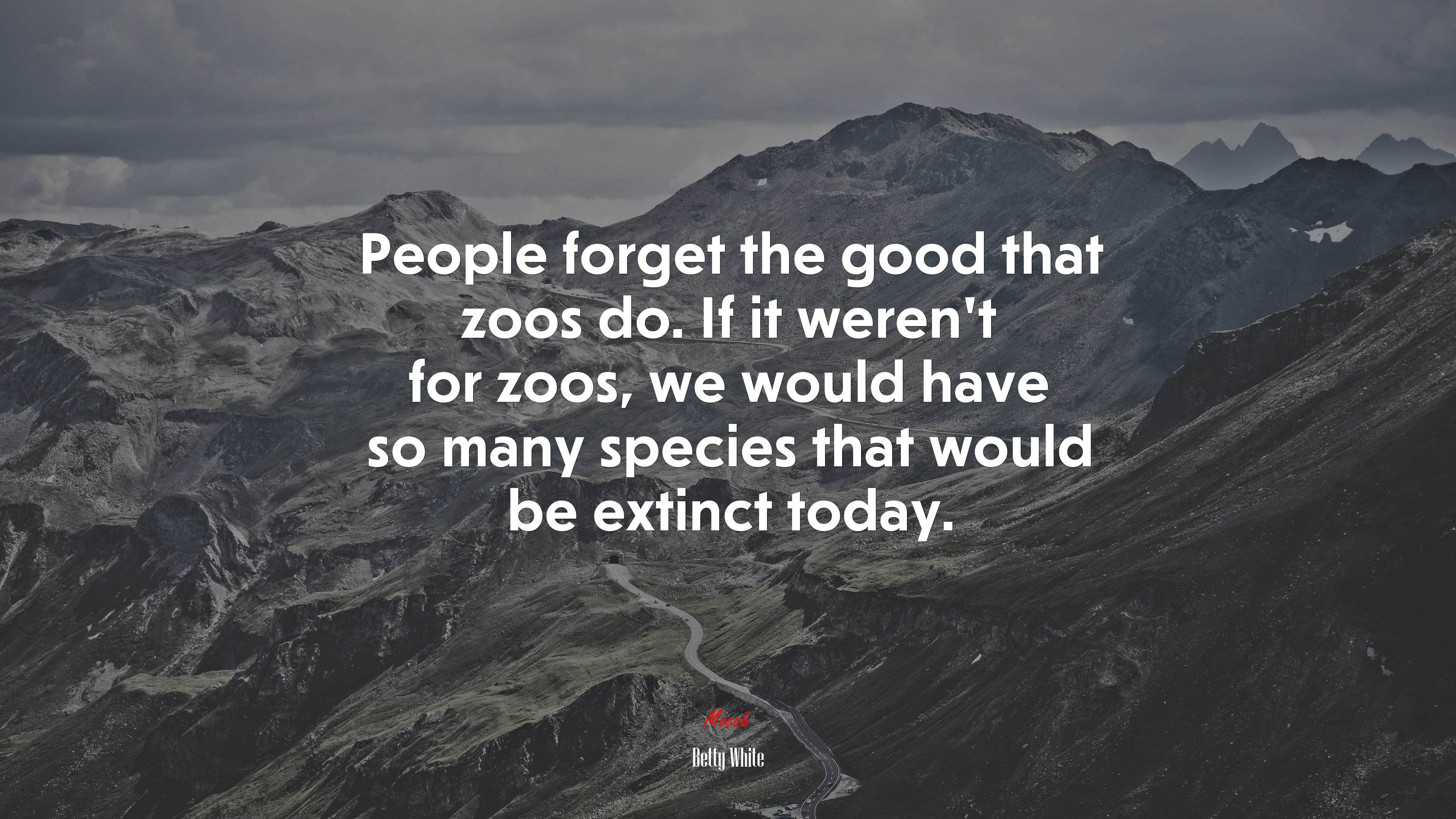People forget the good that zoos do. If it weren’t for zoos, we would have so many species that would be extinct today. | Betty White quote HD Wallpaper