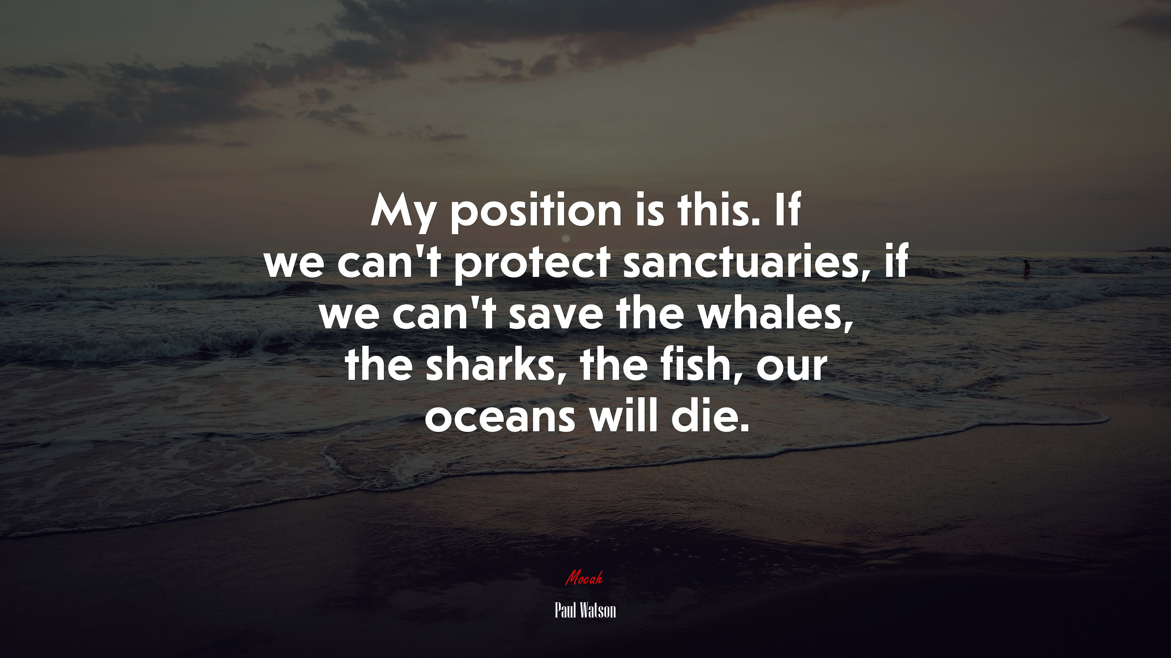My position is this. If we can’t protect sanctuaries, if we can’t save the whales, the sharks, the fish, our oceans will die. | Paul Watson quote HD Wallpaper