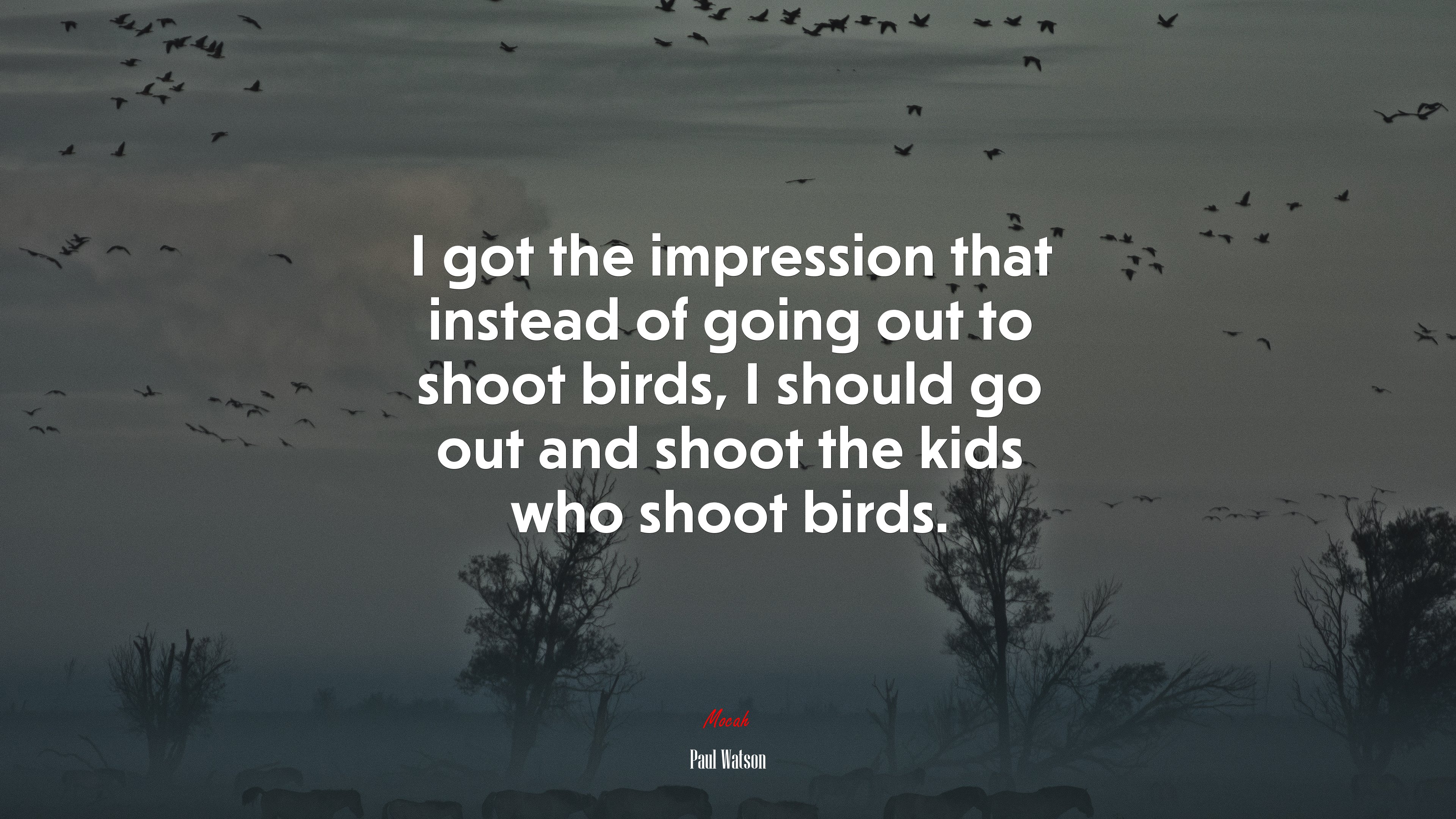 I got the impression that instead of going out to shoot birds, I should go out and shoot the kids who shoot birds. | Paul Watson quote HD Wallpaper