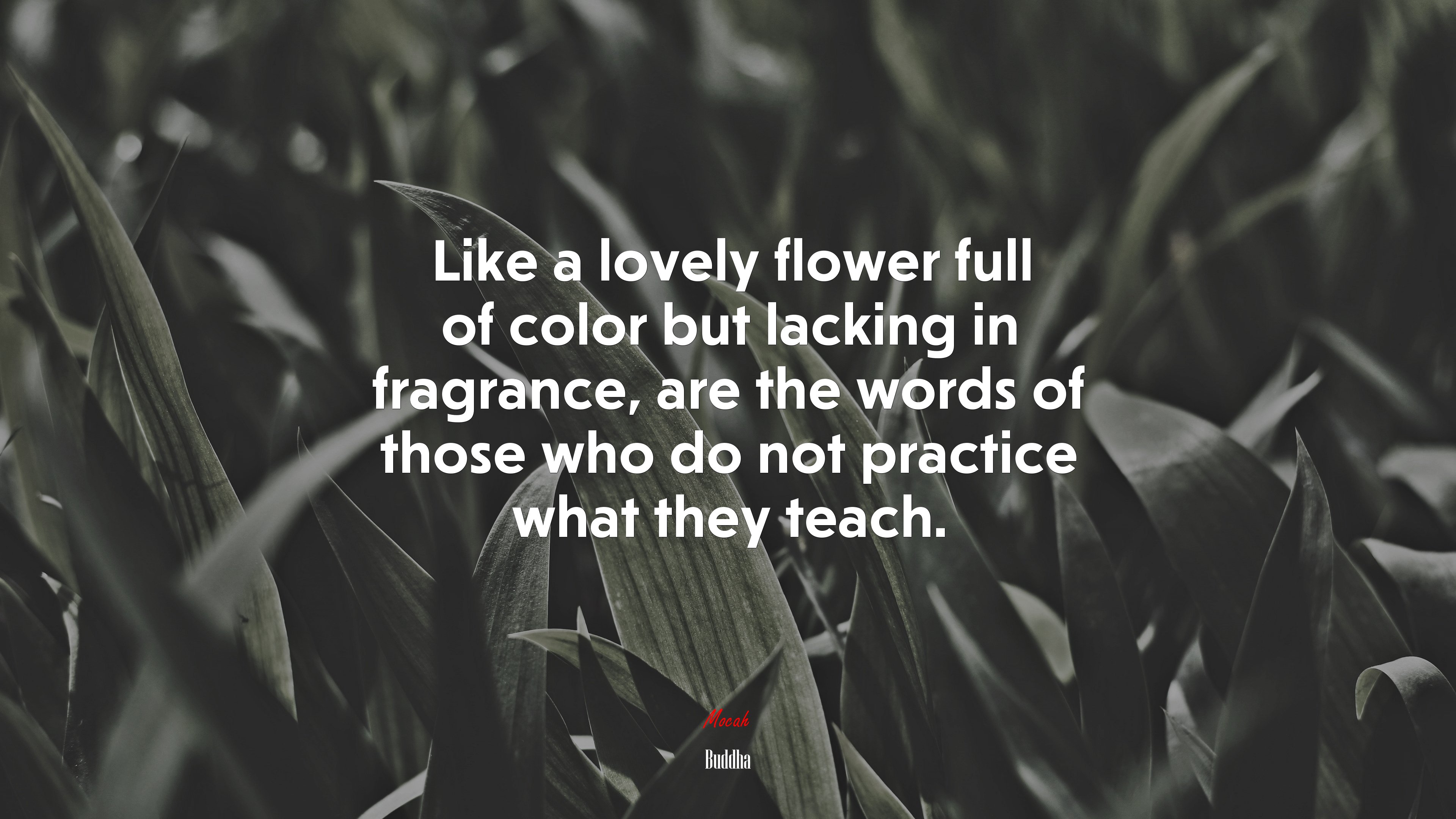 Like a lovely flower full of color but lacking in fragrance, are the words of those who do not practice what they teach. | Buddha quote HD Wallpaper