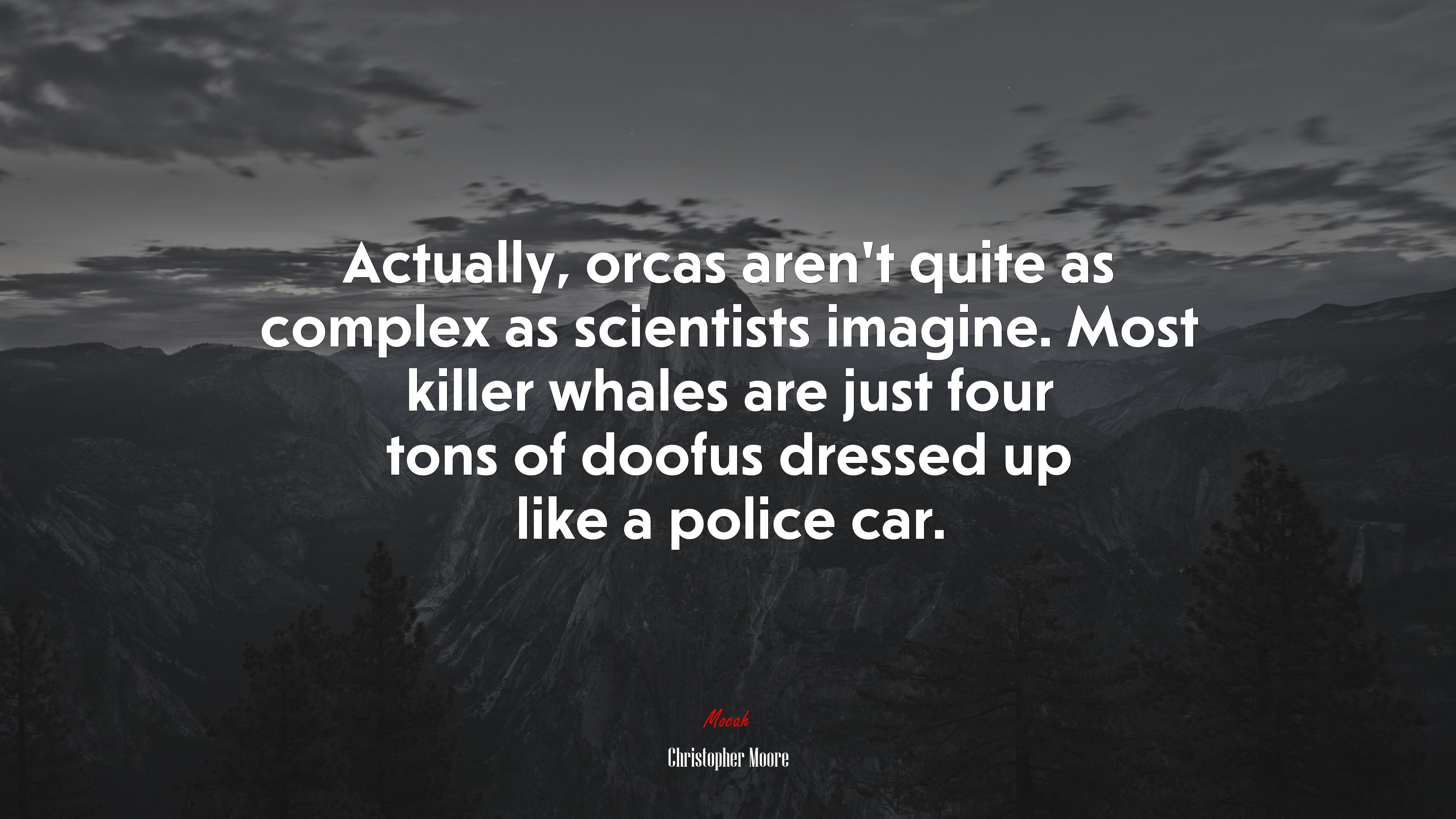 Actually, orcas aren’t quite as complex as scientists imagine. Most killer whales are just four tons of doofus dressed up like a police car. | Christopher Moore quote HD Wallpaper