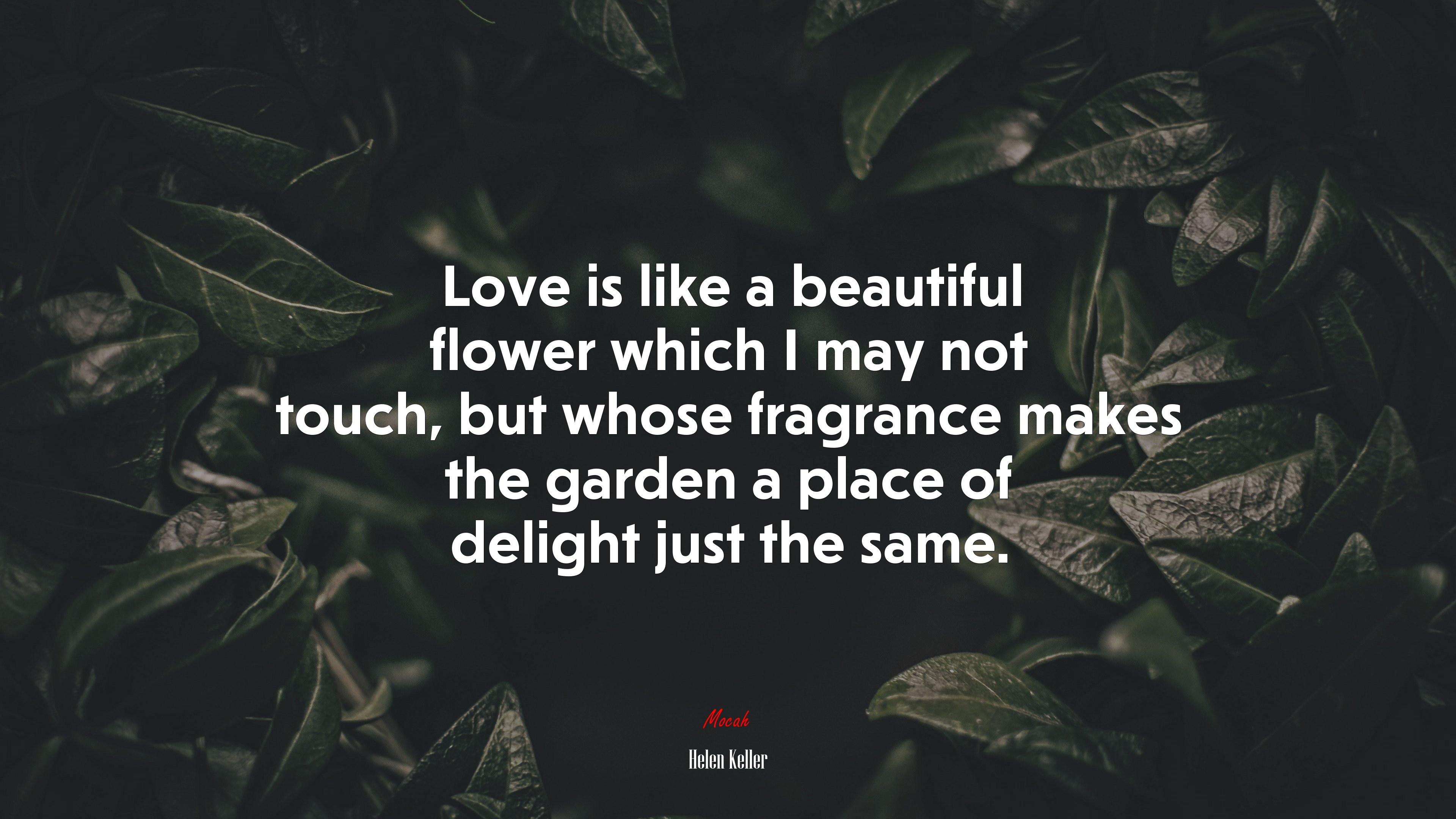 Love is like a beautiful flower which I may not touch, but whose fragrance makes the garden a place of delight just the same. | Helen Keller quote HD Wallpaper