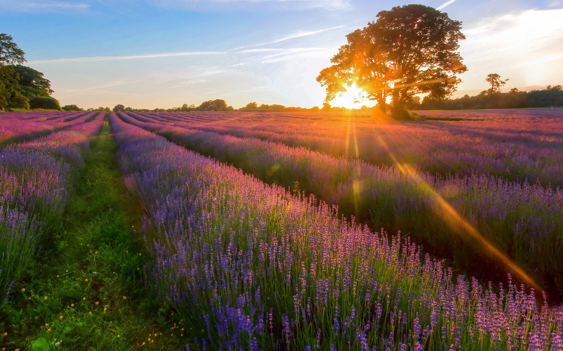 Lavender field at sunset with a large tree HD Wallpaper