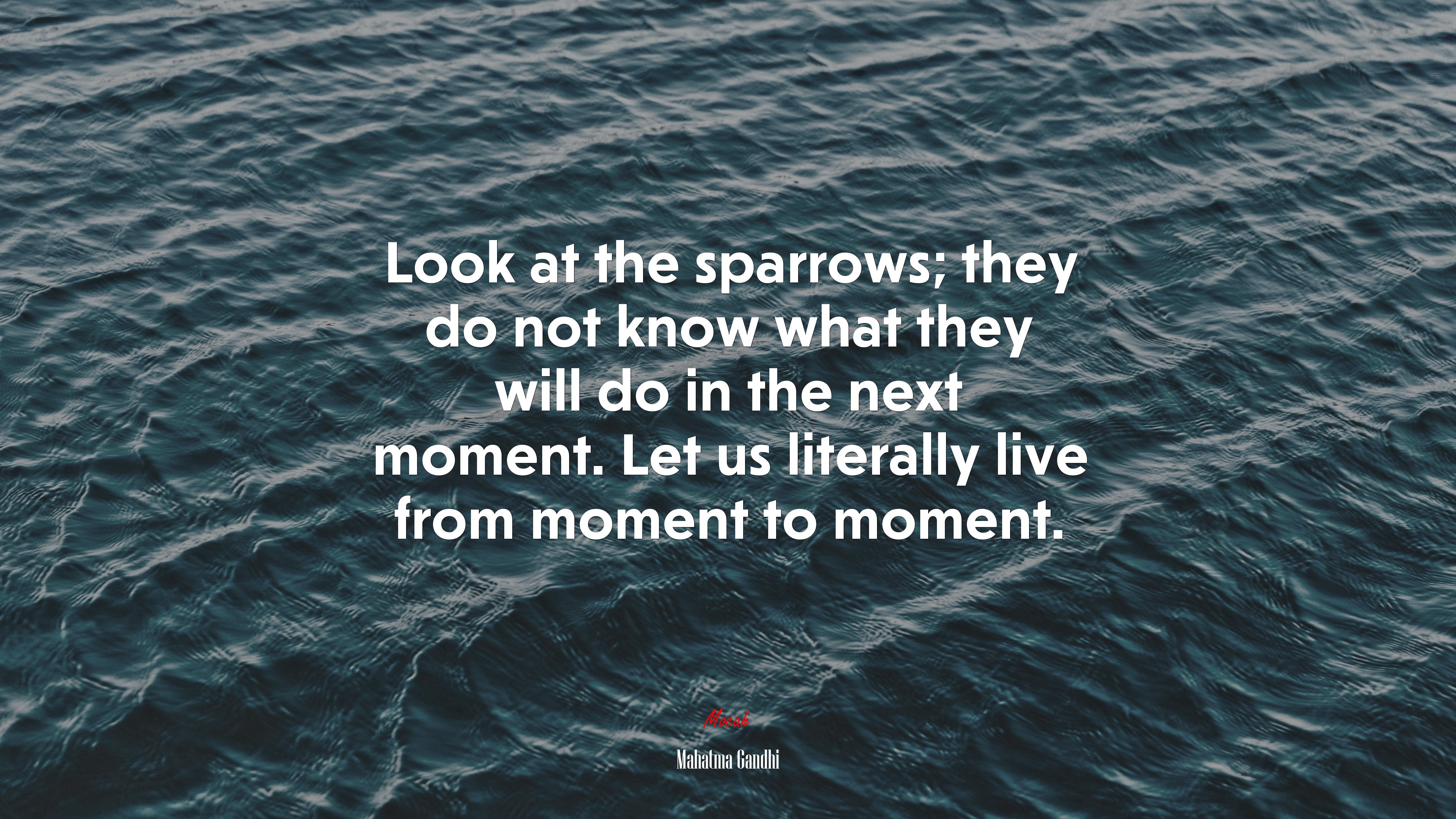 Look at the sparrows; they do not know what they will do in the next moment. Let us literally live from moment to moment. | Mahatma Gandhi quote HD Wallpaper
