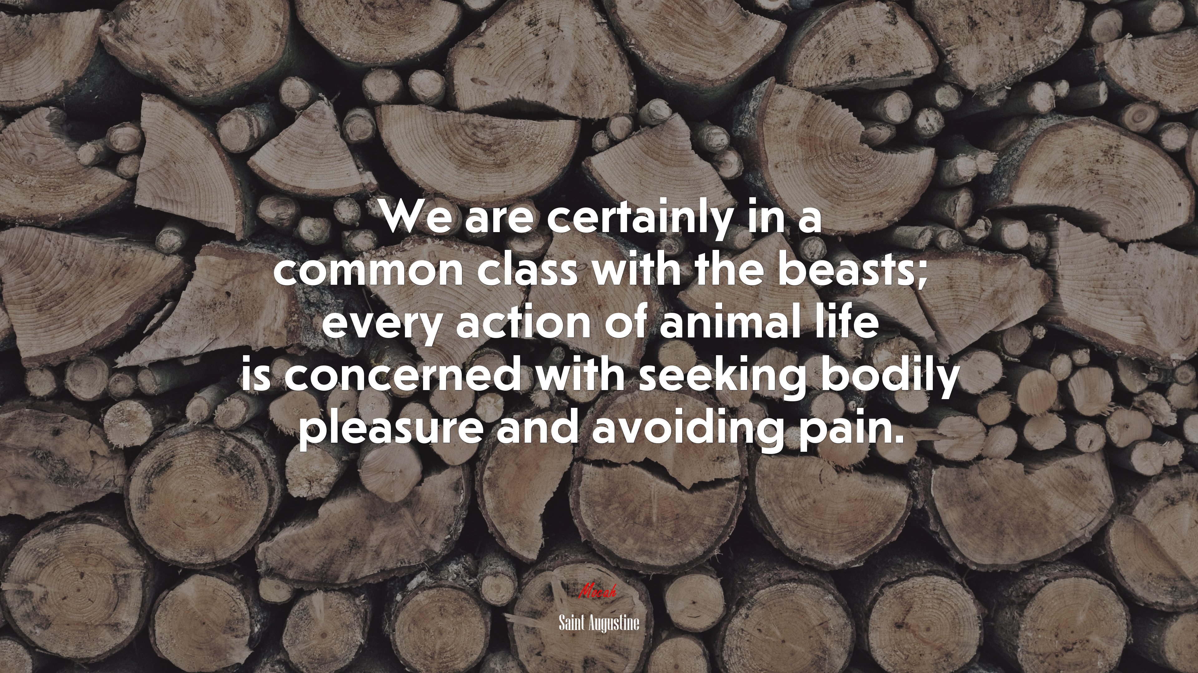 We are certainly in a common class with the beasts; every action of animal life is concerned with seeking bodily pleasure and avoiding pain. | Saint Augustine quote HD Wallpaper