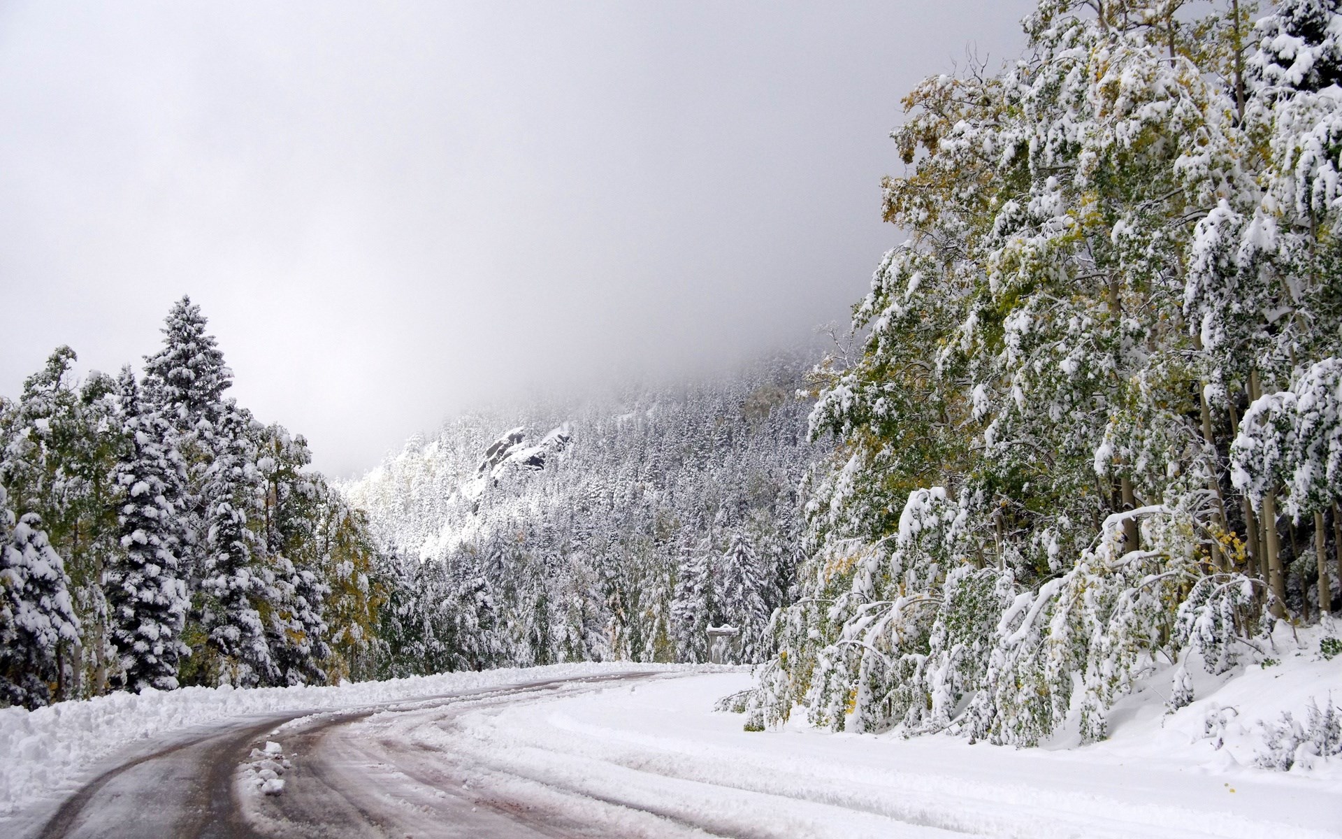 Snowy mountain road with pine and aspen trees HD Wallpaper
