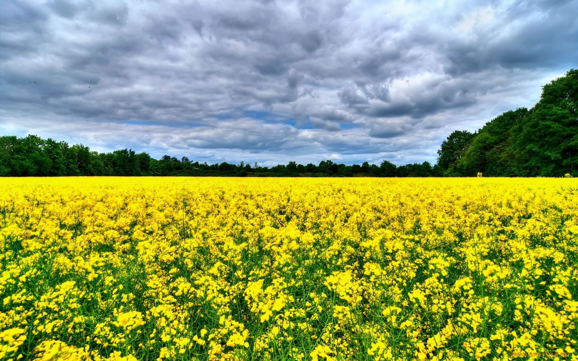 Field of yellow flowers under a cloudy sky HD Wallpaper
