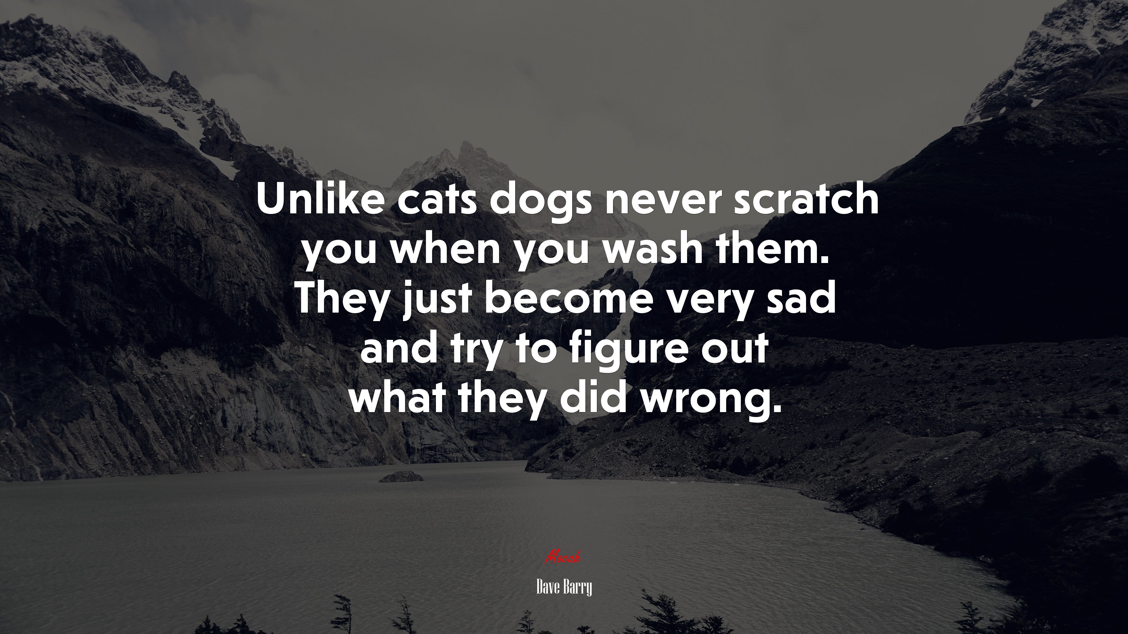 Unlike cats dogs never scratch you when you wash them. They just become very sad and try to figure out what they did wrong. | Dave Barry quote HD Wallpaper