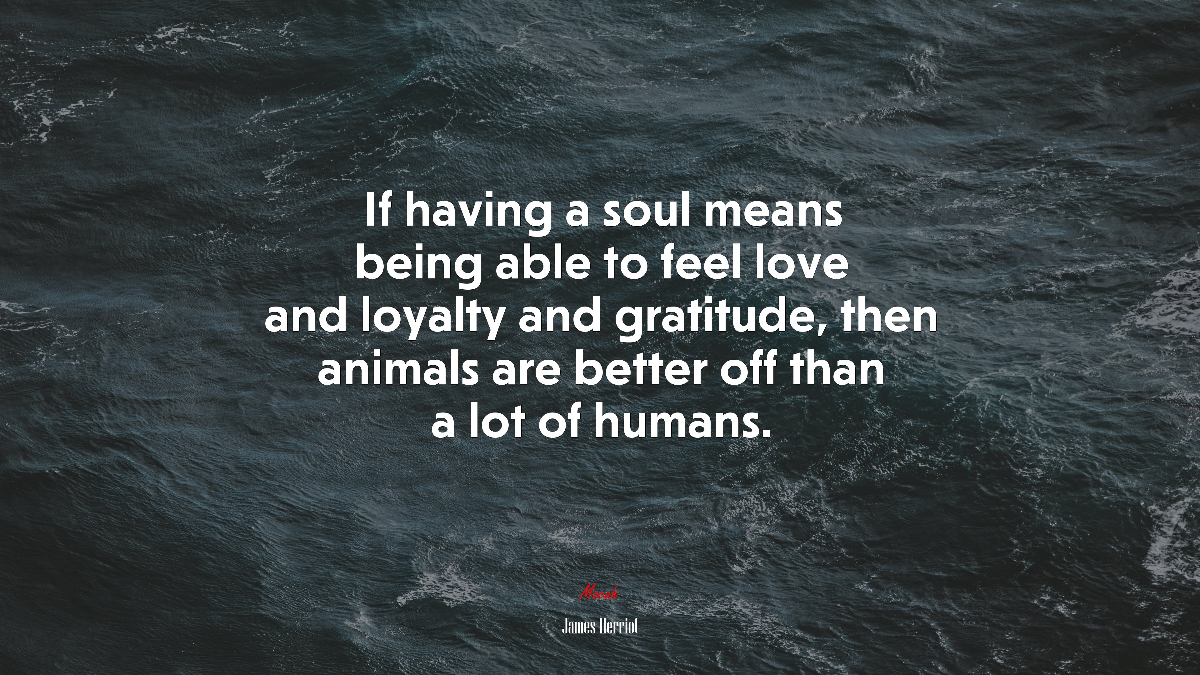 If having a soul means being able to feel love and loyalty and gratitude, then animals are better off than a lot of humans. | James Herriot quote HD Wallpaper