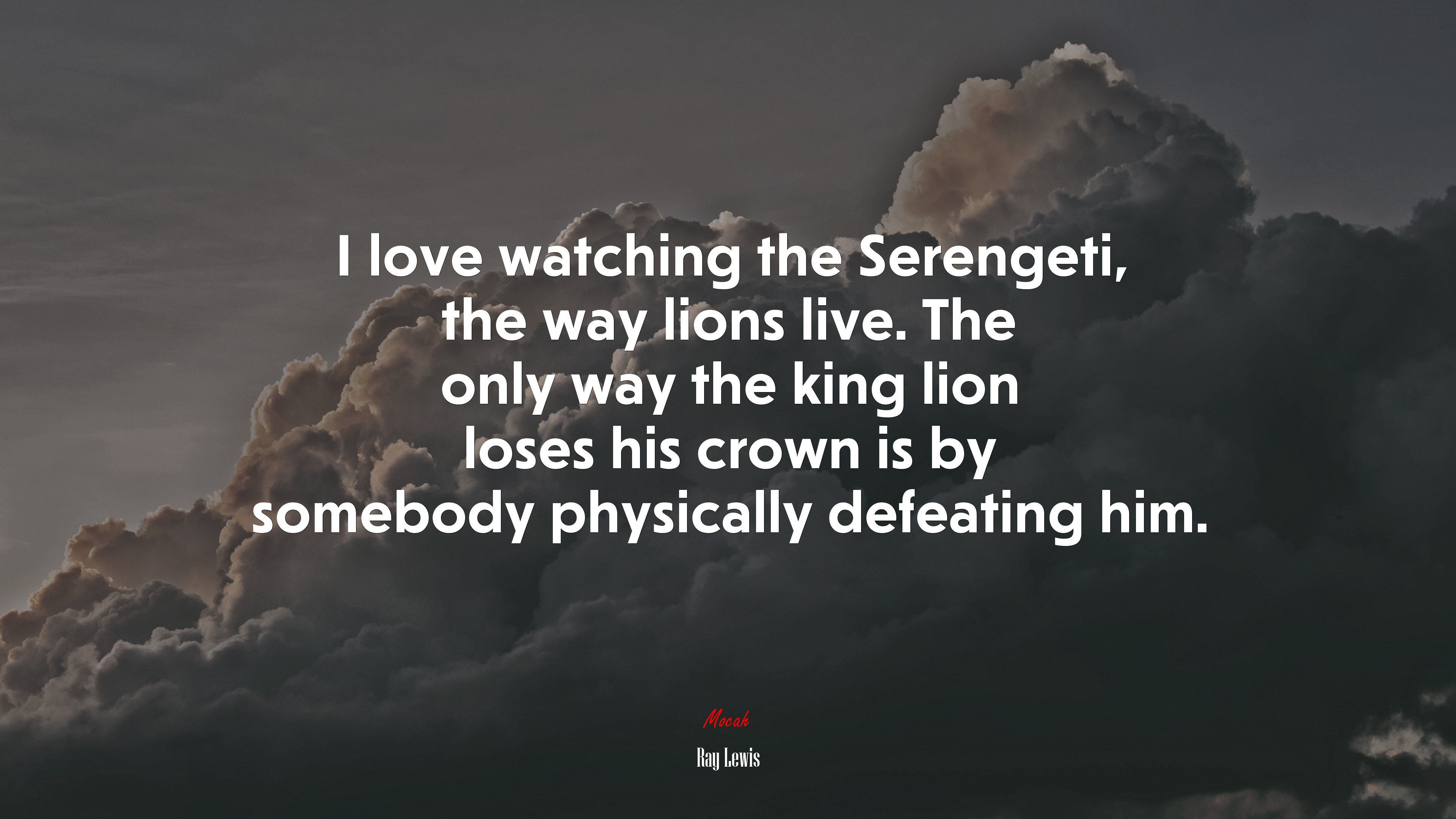 I love watching the Serengeti, the way lions live. The only way the king lion loses his crown is by somebody physically defeating him. | Ray Lewis quote HD Wallpaper