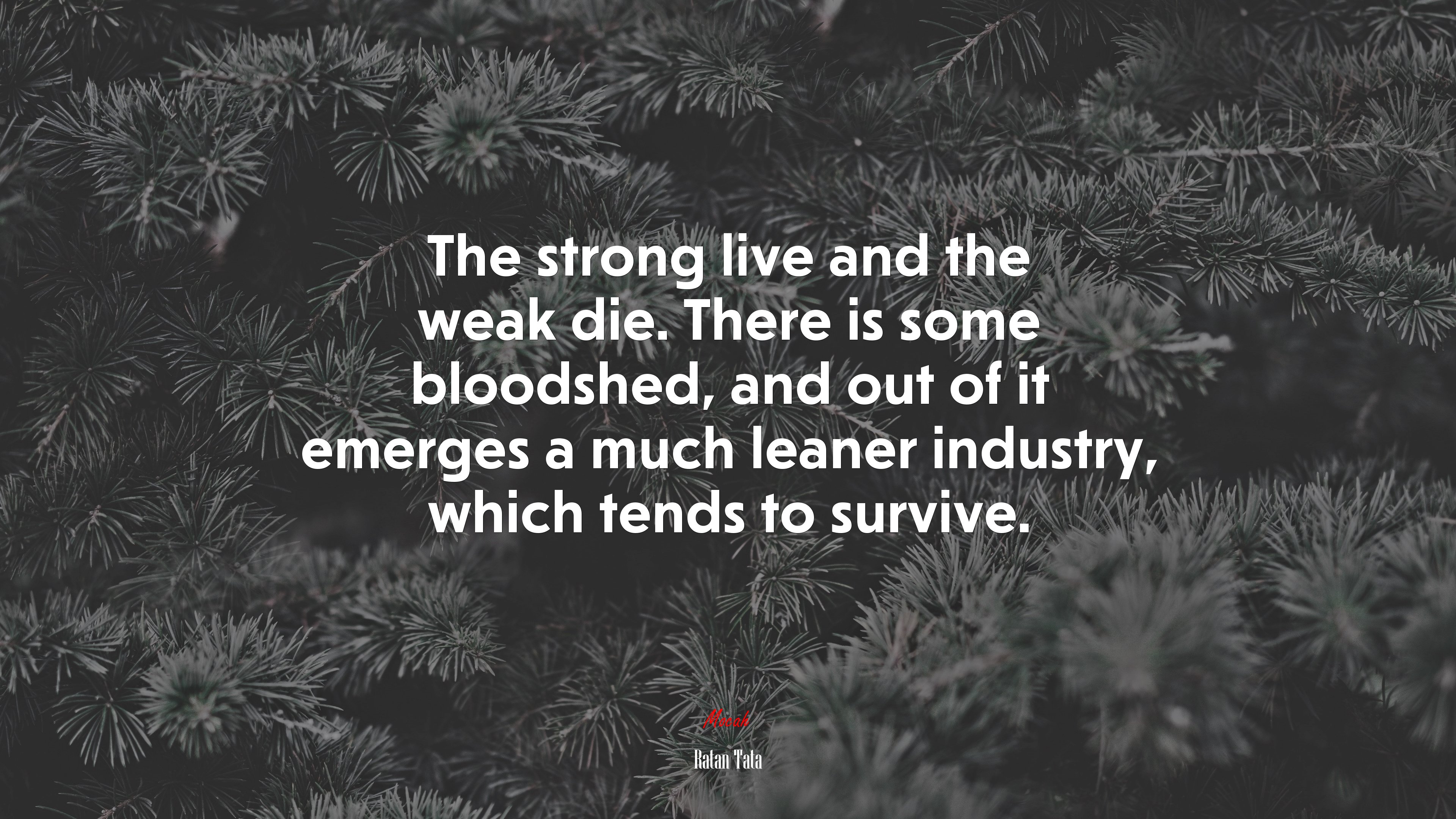 The strong live and the weak die. There is some bloodshed, and out of it emerges a much leaner industry, which tends to survive. | Ratan Tata quote HD Wallpaper