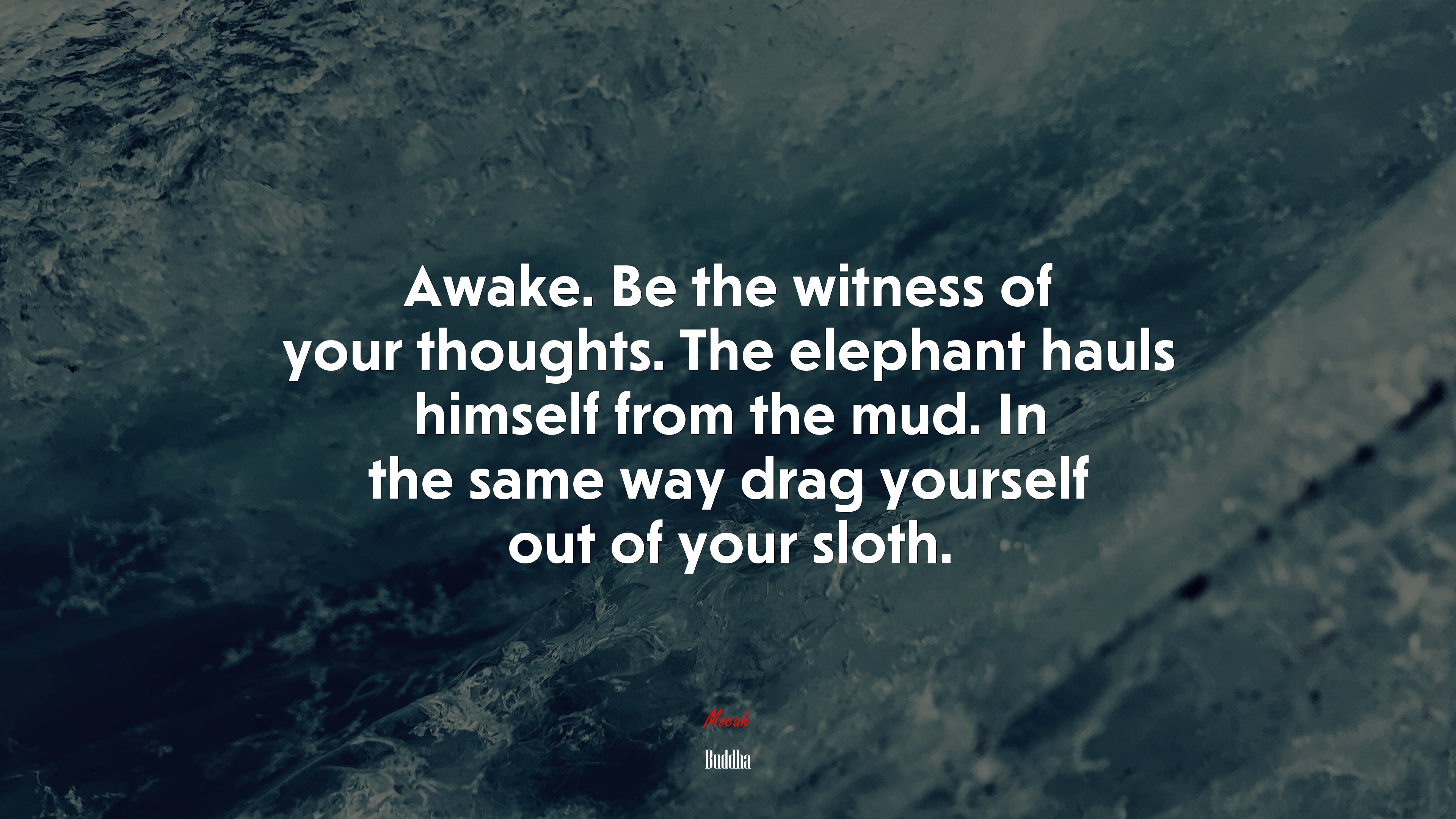 Awake. Be the witness of your thoughts. The elephant hauls himself from the mud. In the same way drag yourself out of your sloth. | Buddha quote HD Wallpaper