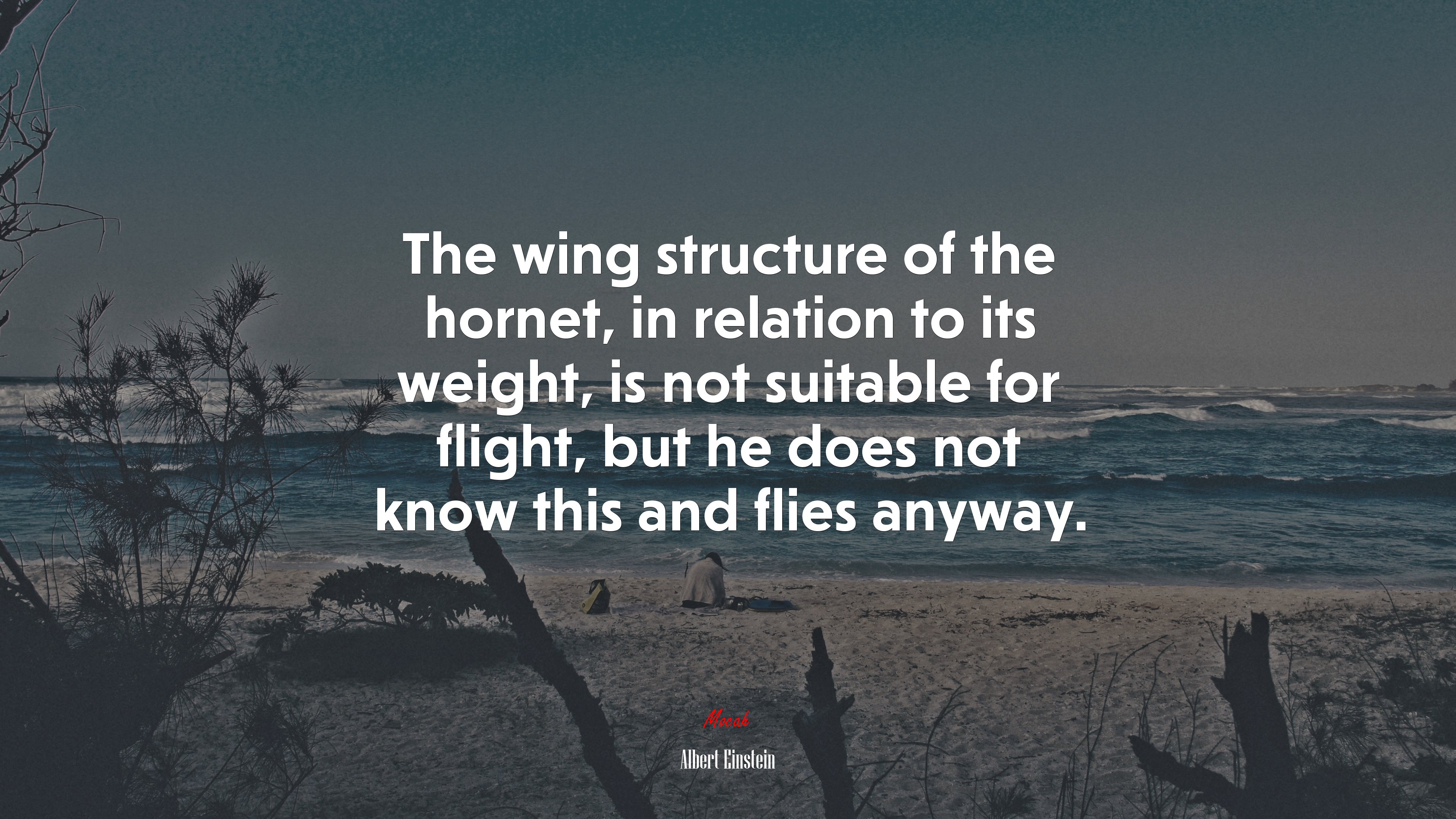 The wing structure of the hornet, in relation to its weight, is not suitable for flight, but he does not know this and flies anyway. | Albert Einstein quote HD Wallpaper