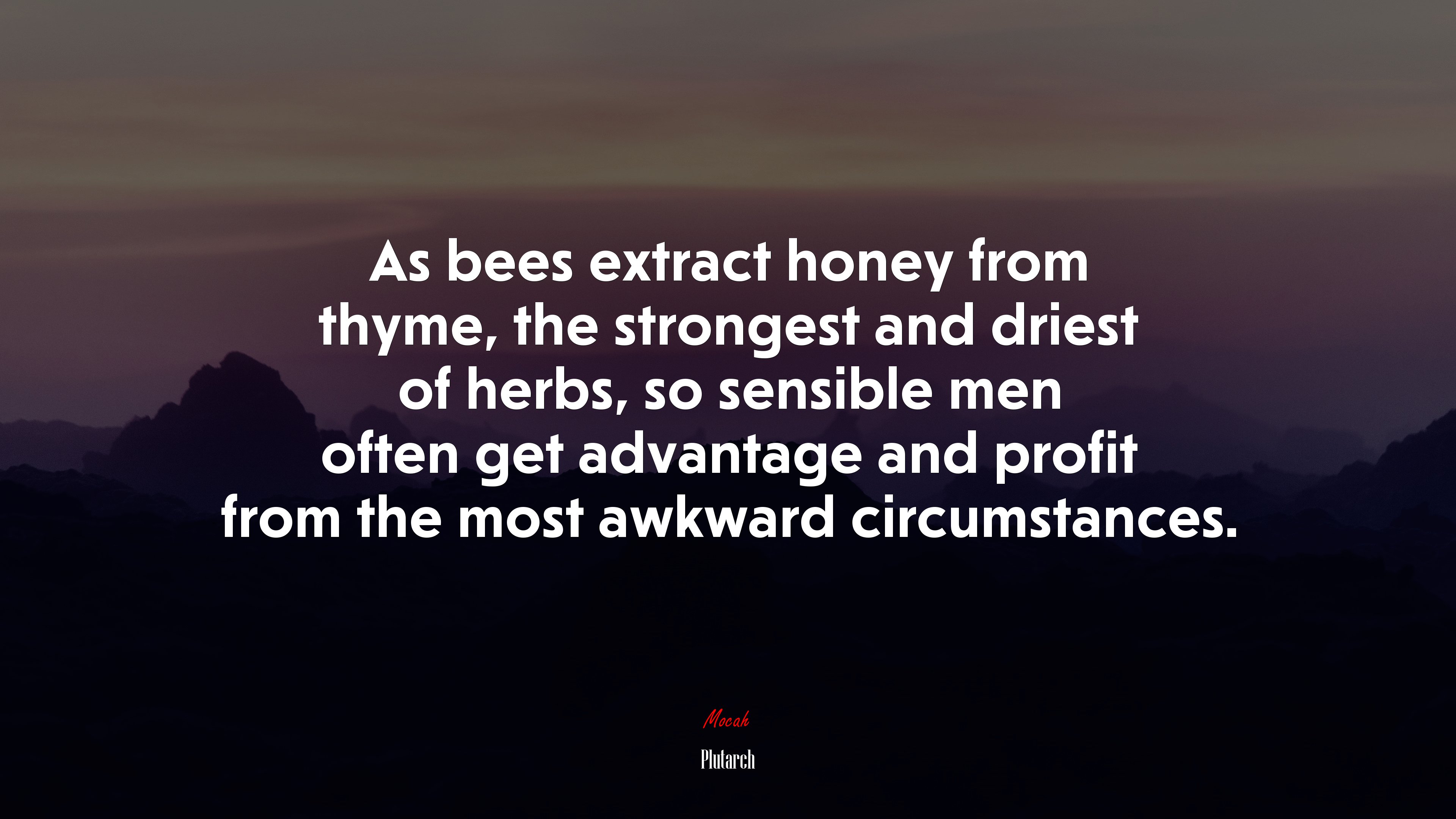 As bees extract honey from thyme, the strongest and driest of herbs, so sensible men often get advantage and profit from the most awkward circumstances. | Plutarch quote HD Wallpaper