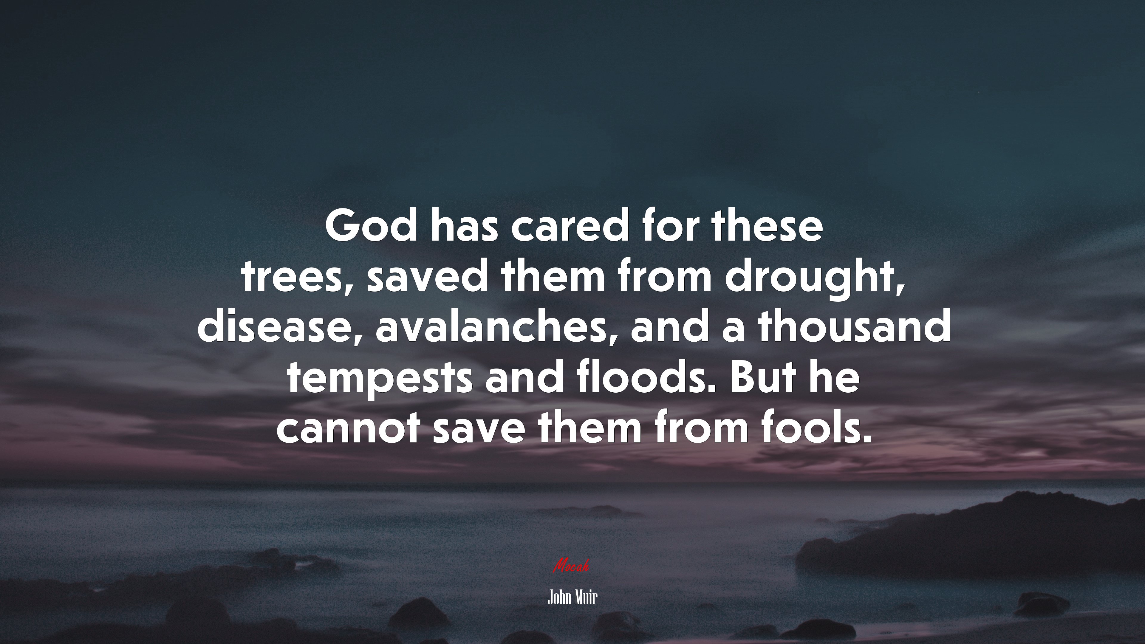 God has cared for these trees, saved them from drought, disease, avalanches, and a thousand tempests and floods. But he cannot save them from fools. | John Muir quote HD Wallpaper