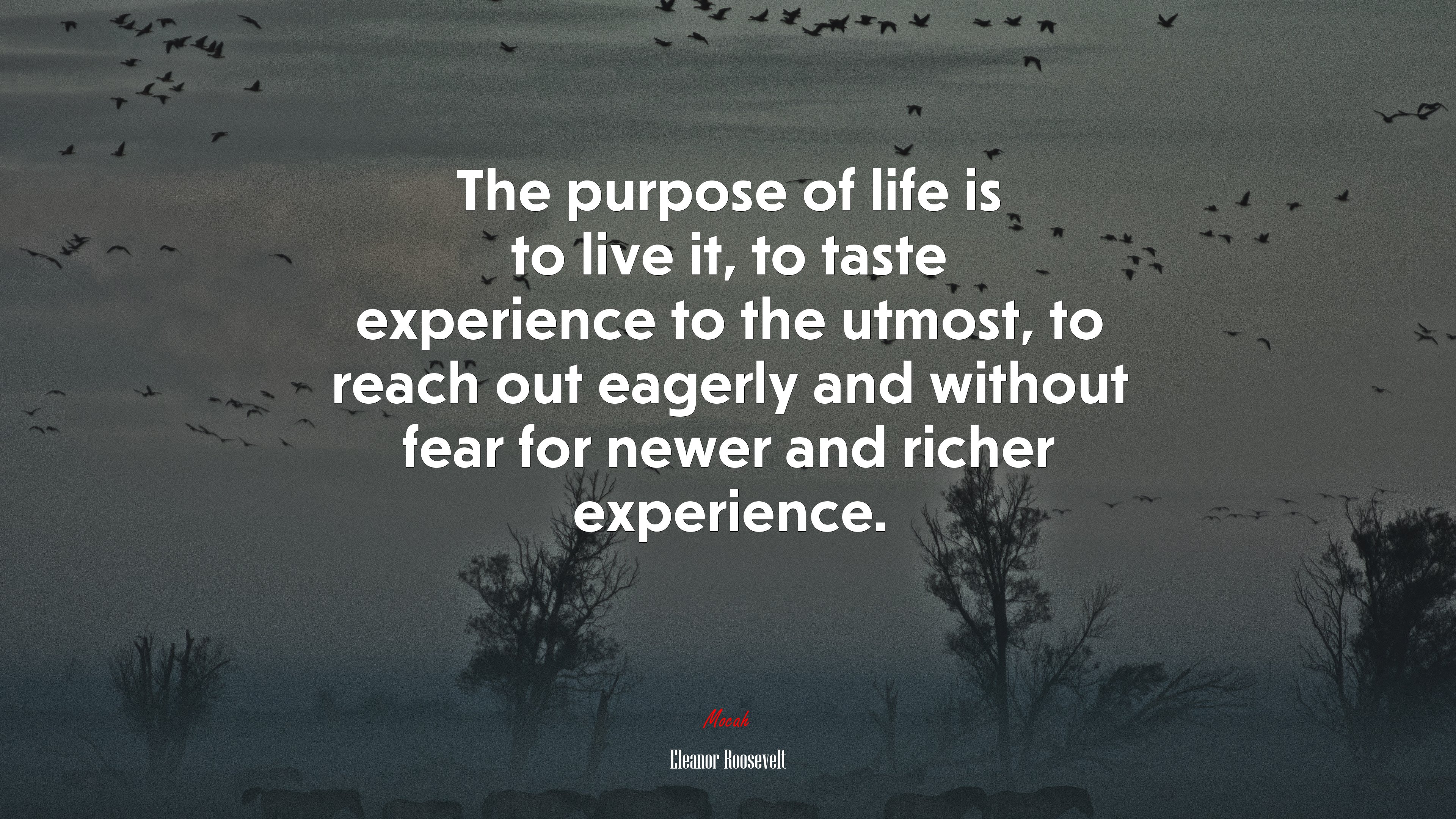 The purpose of life is to live it, to taste experience to the utmost, to reach out eagerly and without fear for newer and richer experience. | Eleanor Roosevelt quote HD Wallpaper